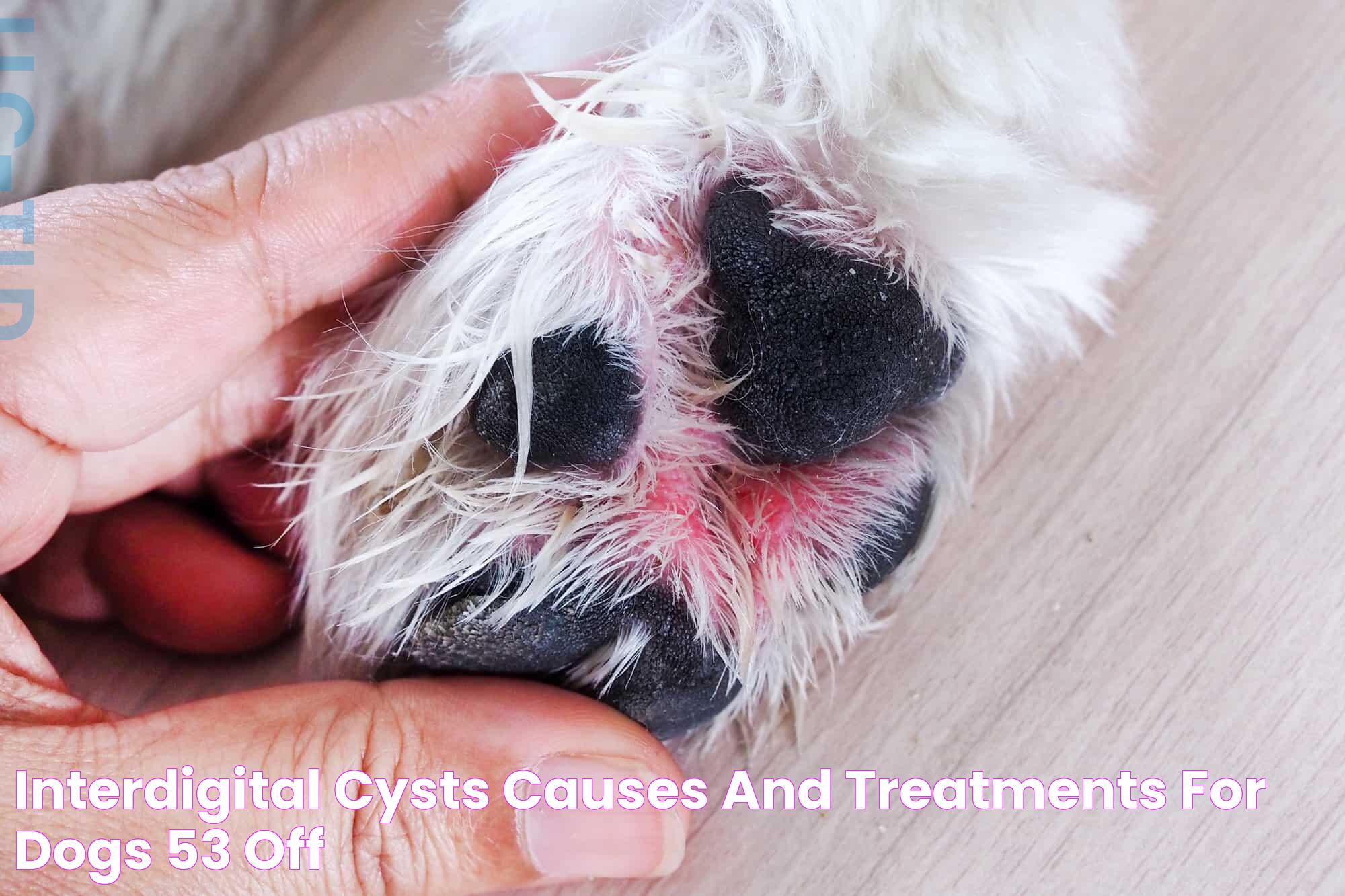 Interdigital Cysts Causes And Treatments For Dogs, 53 OFF