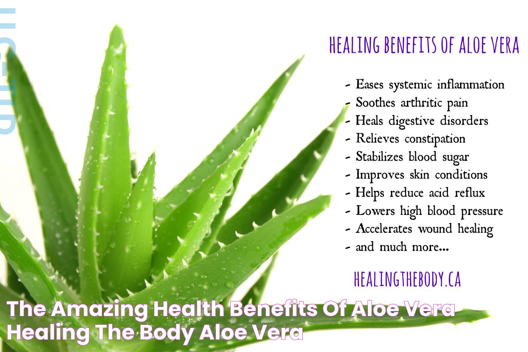 The Amazing Health Benefits Of Aloe Vera Healing the Body Aloe vera