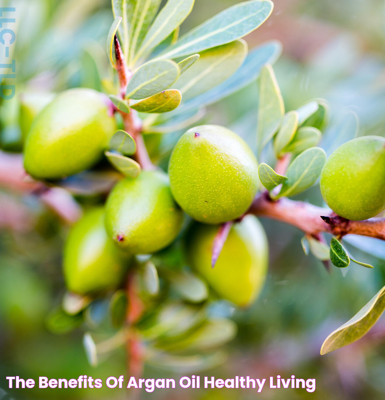 Argan Oil Advantages: Benefits And Uses