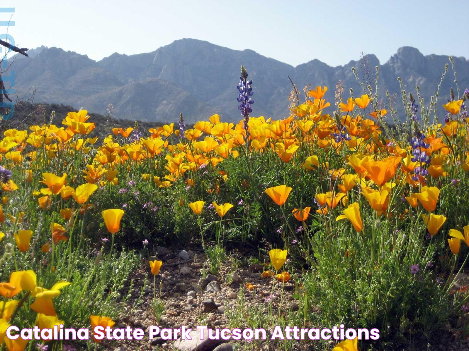 Catalina State Park Tucson Attractions