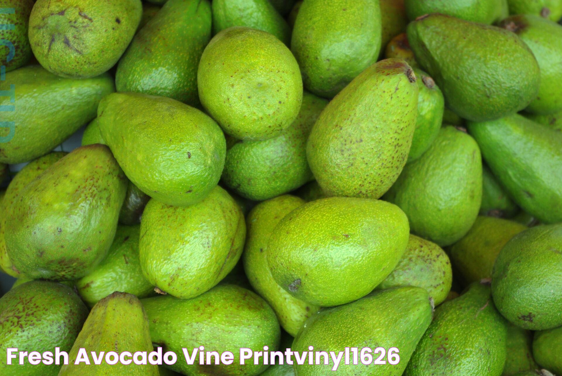 Secrets To Growing A Thriving Fresh Avocado Vine At Home