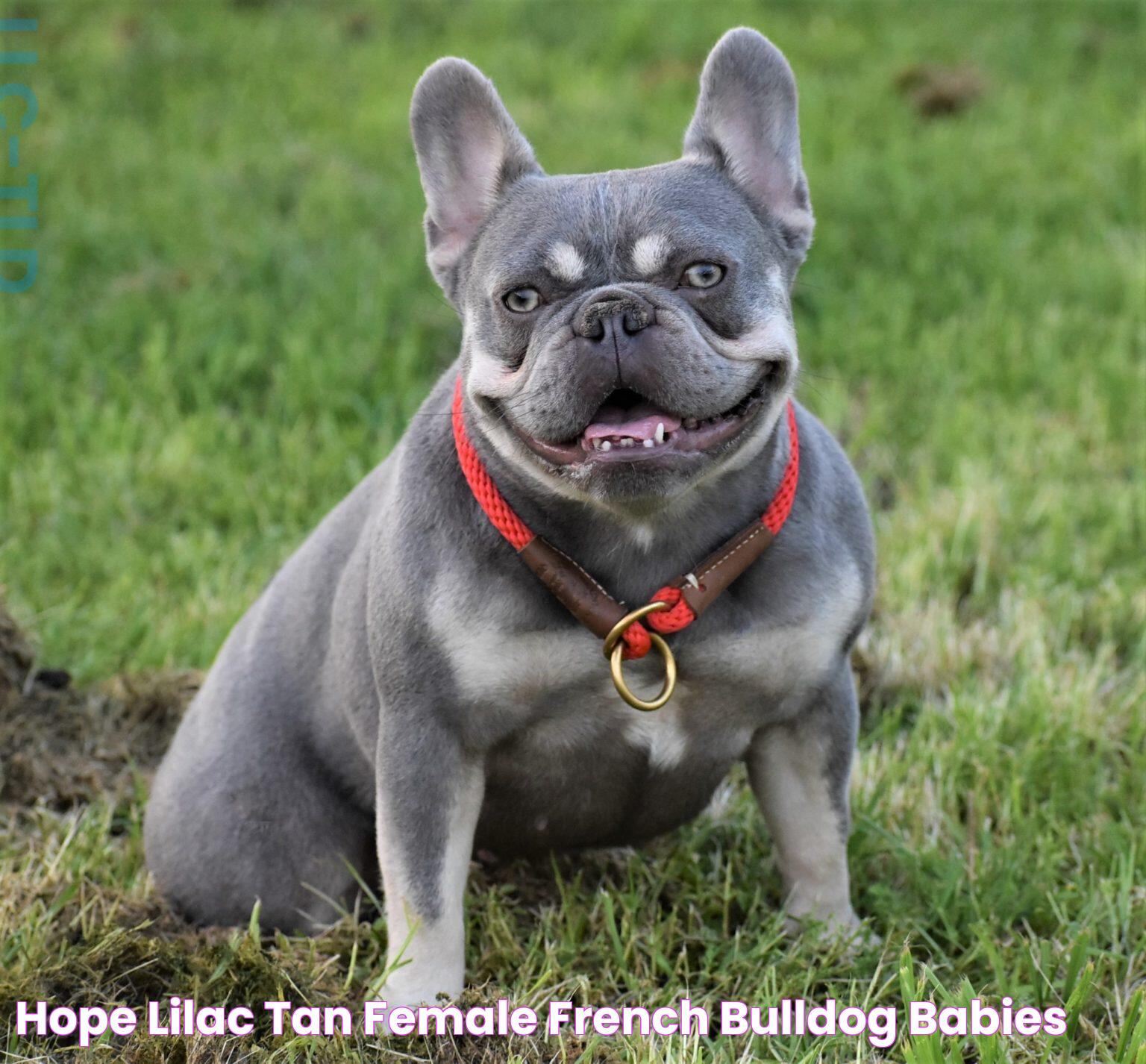 Hope Lilac Tan Female French Bulldog Babies