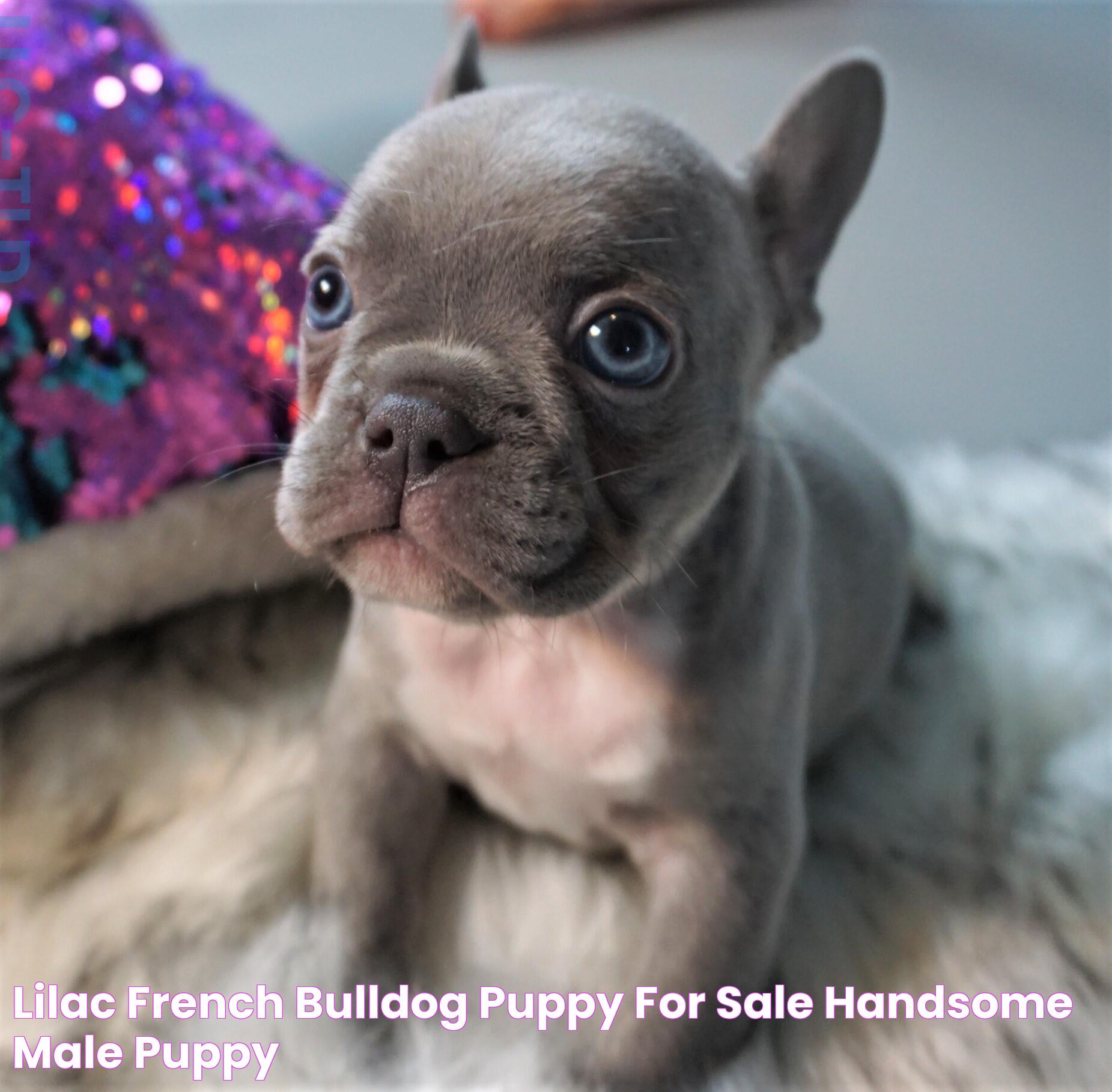 The Ultimate Guide To Lilac French Bulldog Care, Traits, And Ownership