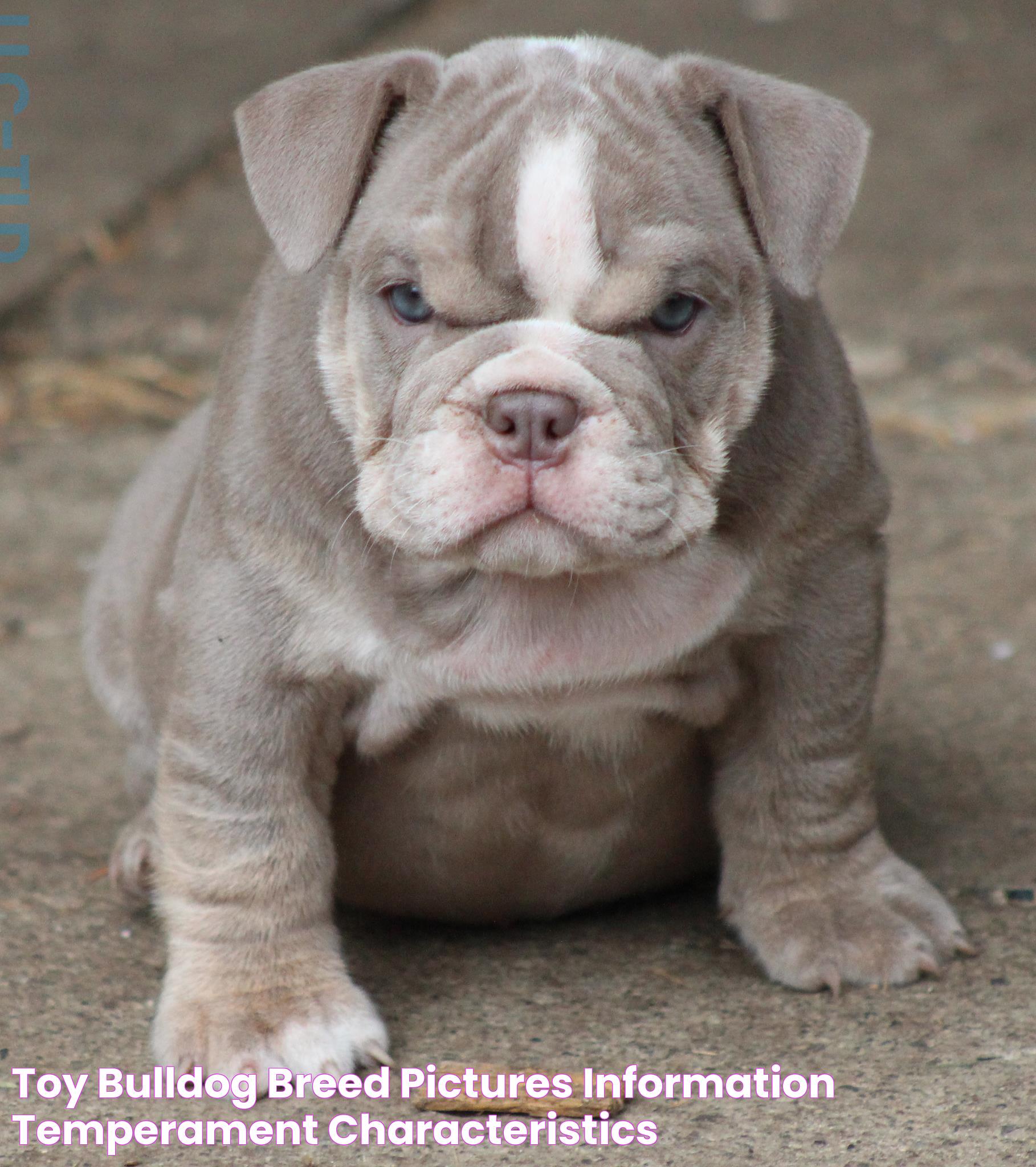 All You Need To Know About The Toy Bulldog: History, Traits, And Care