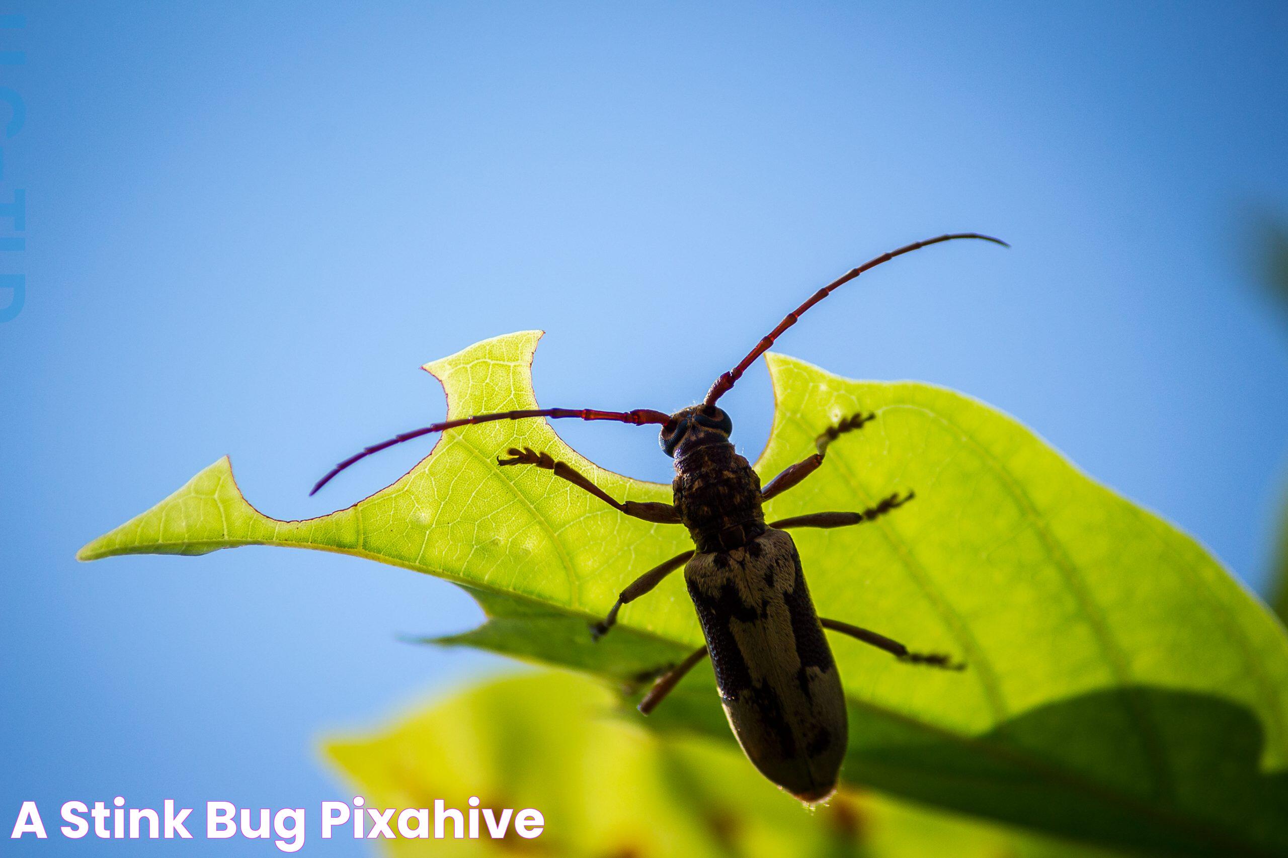 Stink Bug Michigan: A Guide To Managing And Understanding These Pests