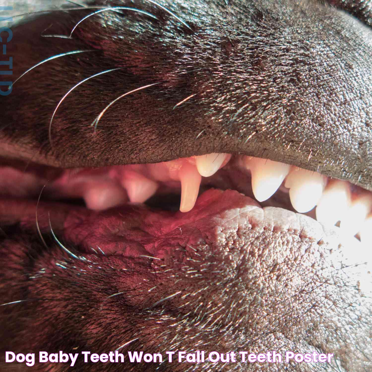 Dog Baby Teeth Won T Fall Out Teeth Poster