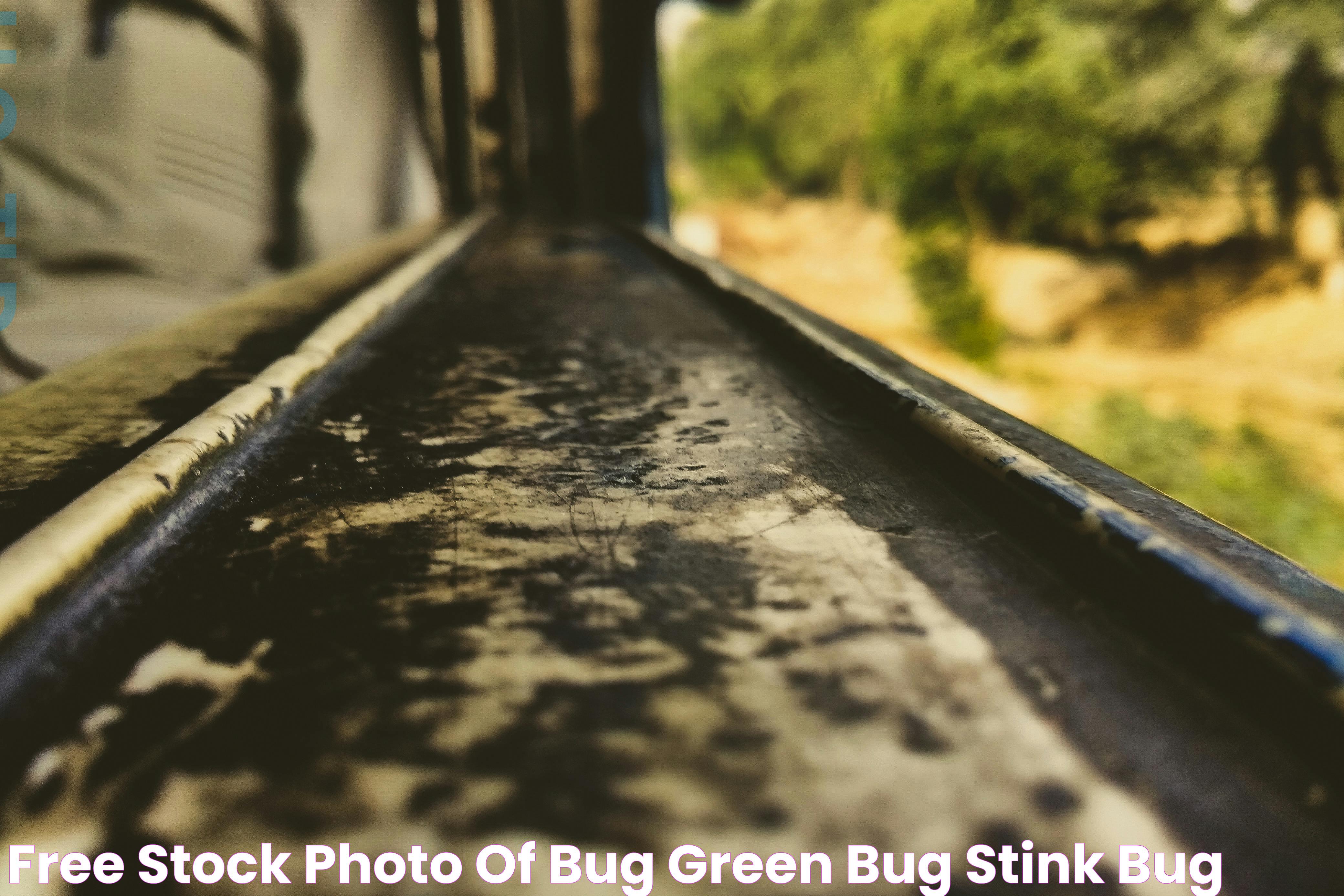 Free stock photo of bug, green bug, stink bug