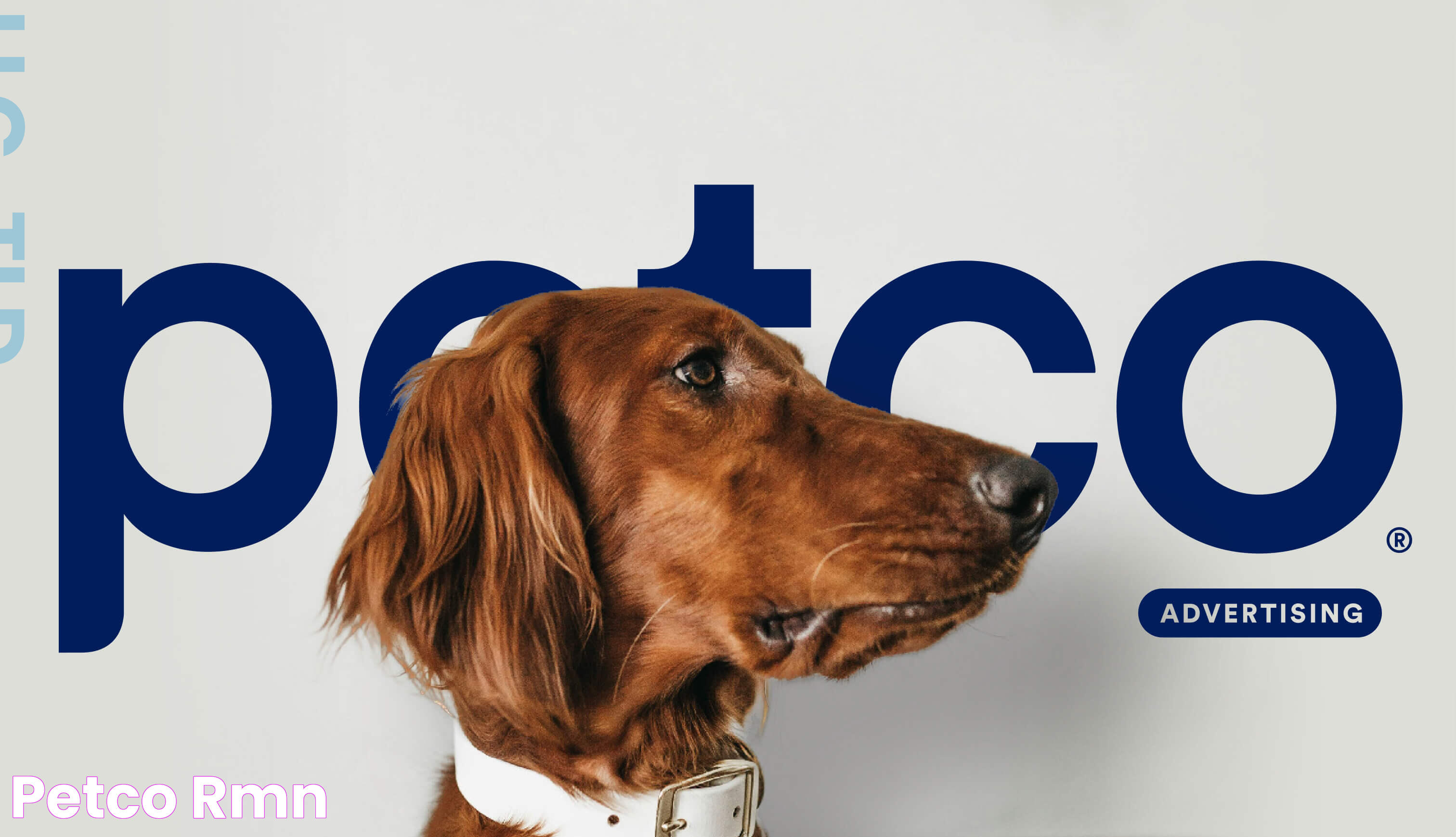 Petco HLM: Your Guide To Exceptional Pet Care And Lifestyle