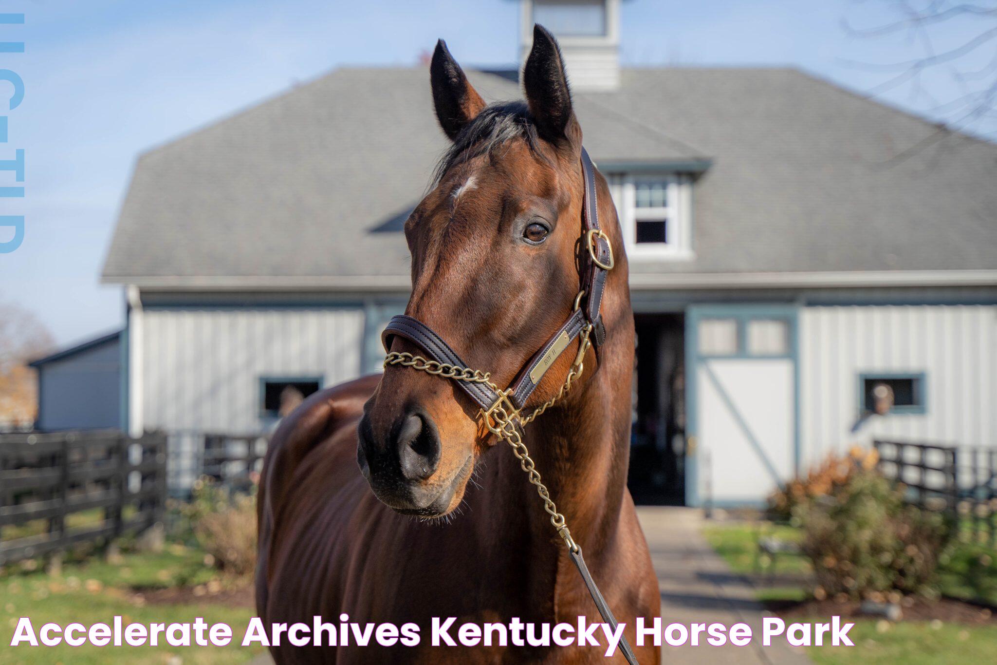 Accelerate Archives Kentucky Horse Park