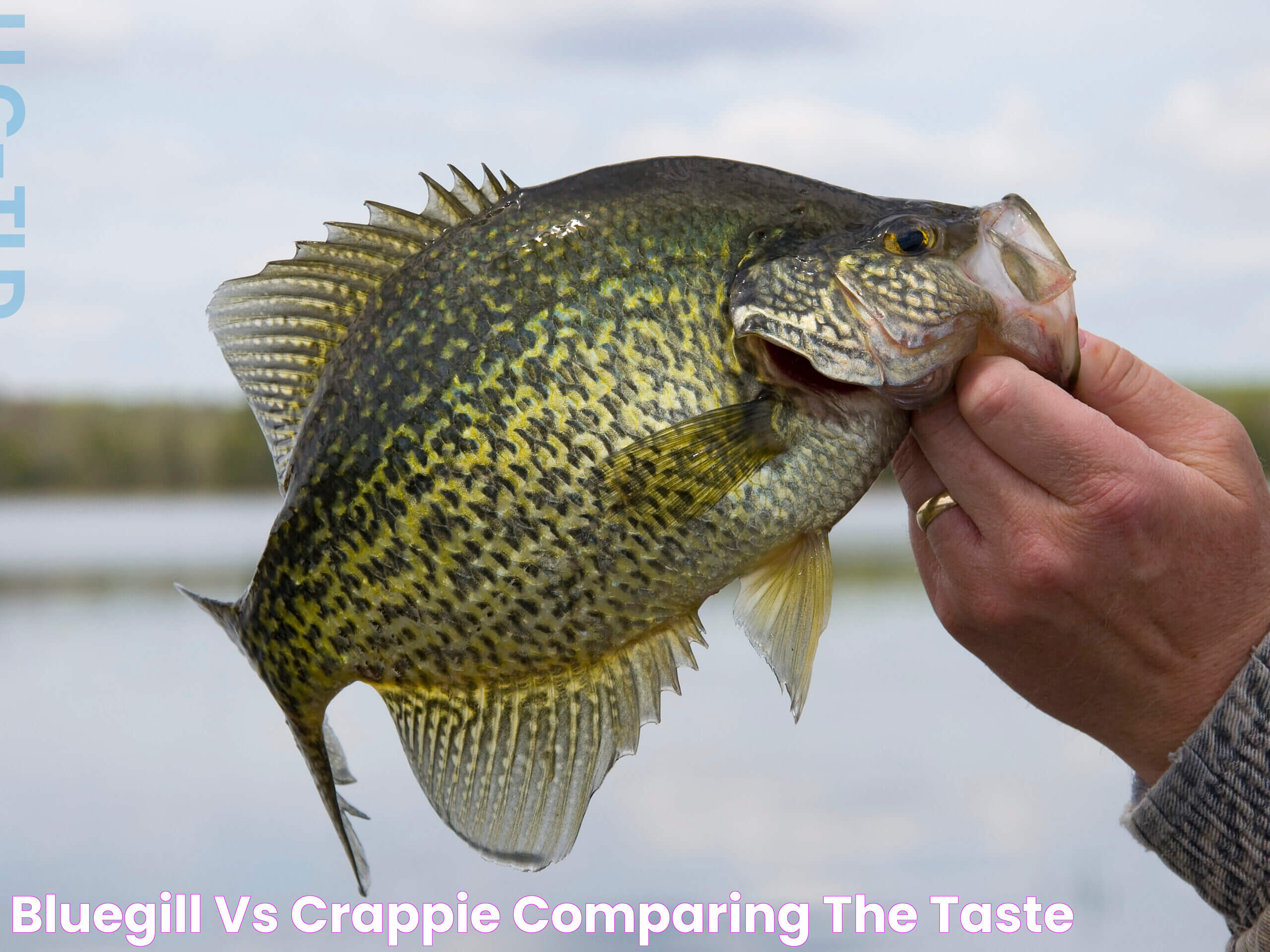 Bluegill vs Crappie Comparing the Taste