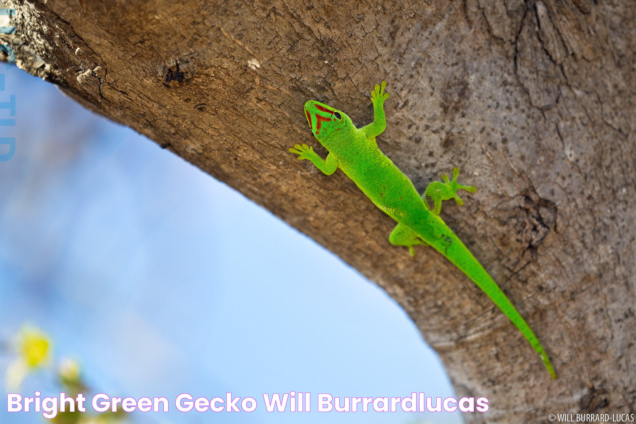 Intriguing World Of The Green Gecko: Nature's Marvel