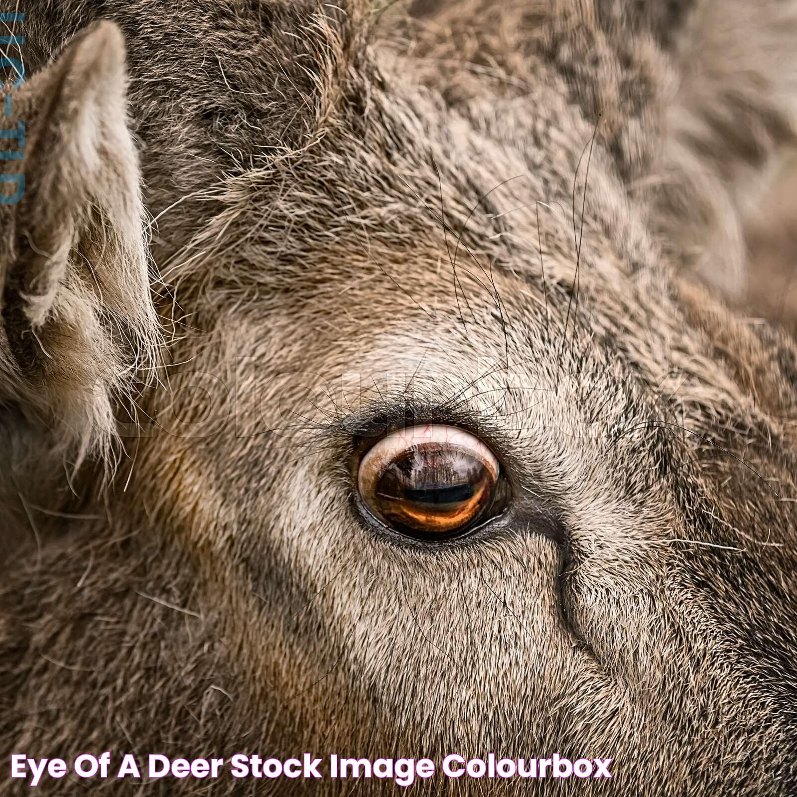 Deer Eyes At Night: Mysteries Of Nature's Vision