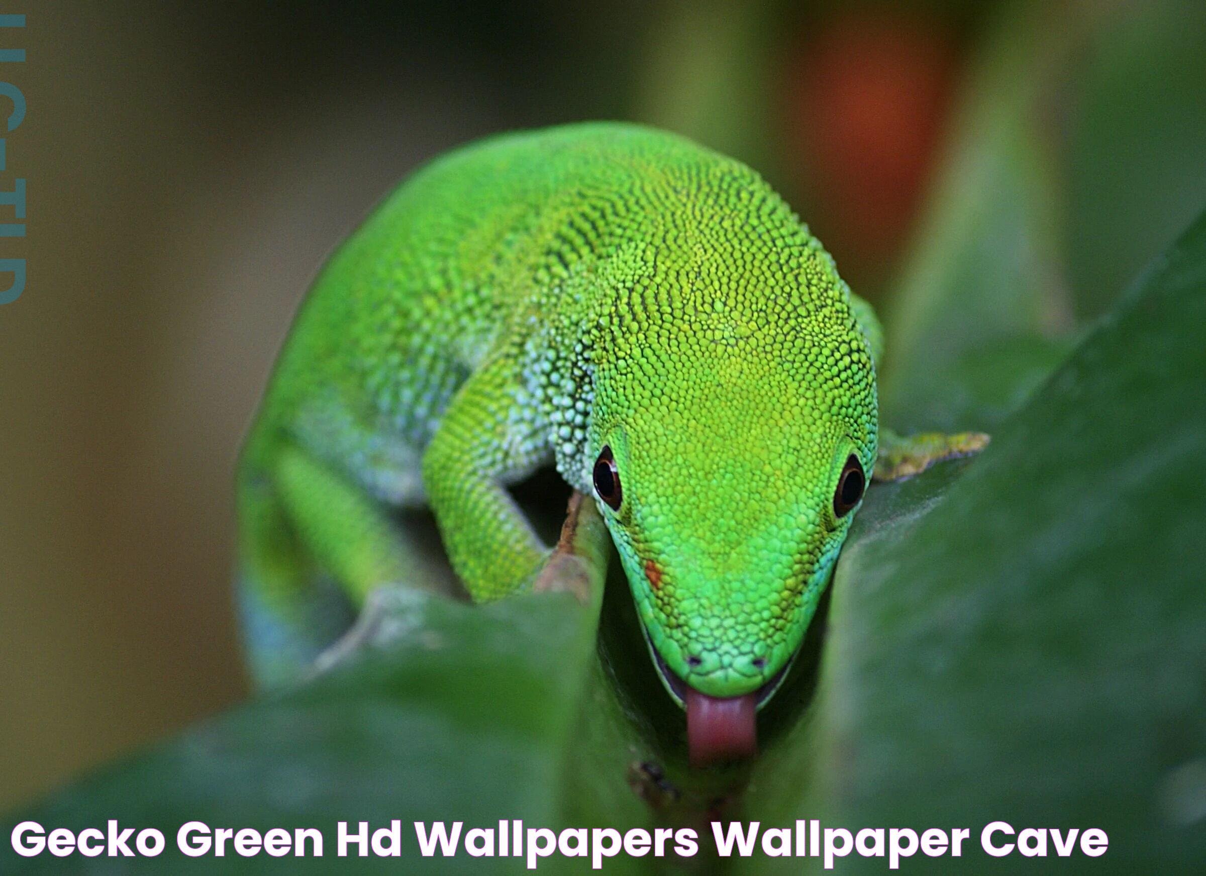 Gecko Green HD Wallpapers Wallpaper Cave