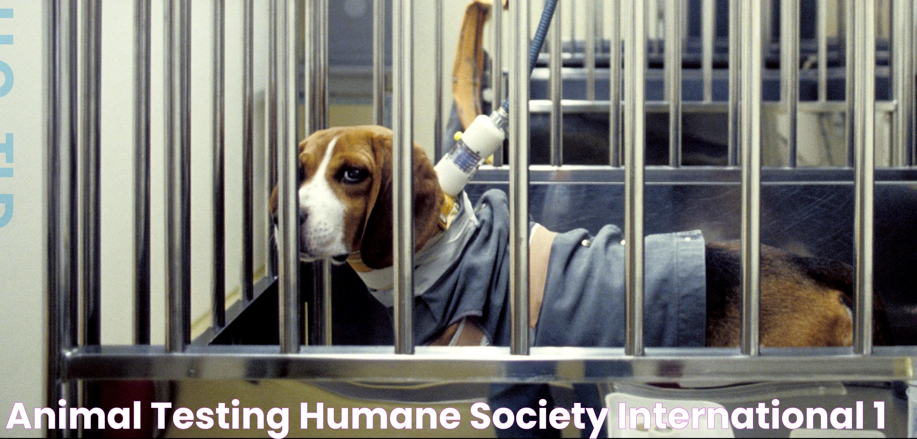 Animal Testing Humane Society International