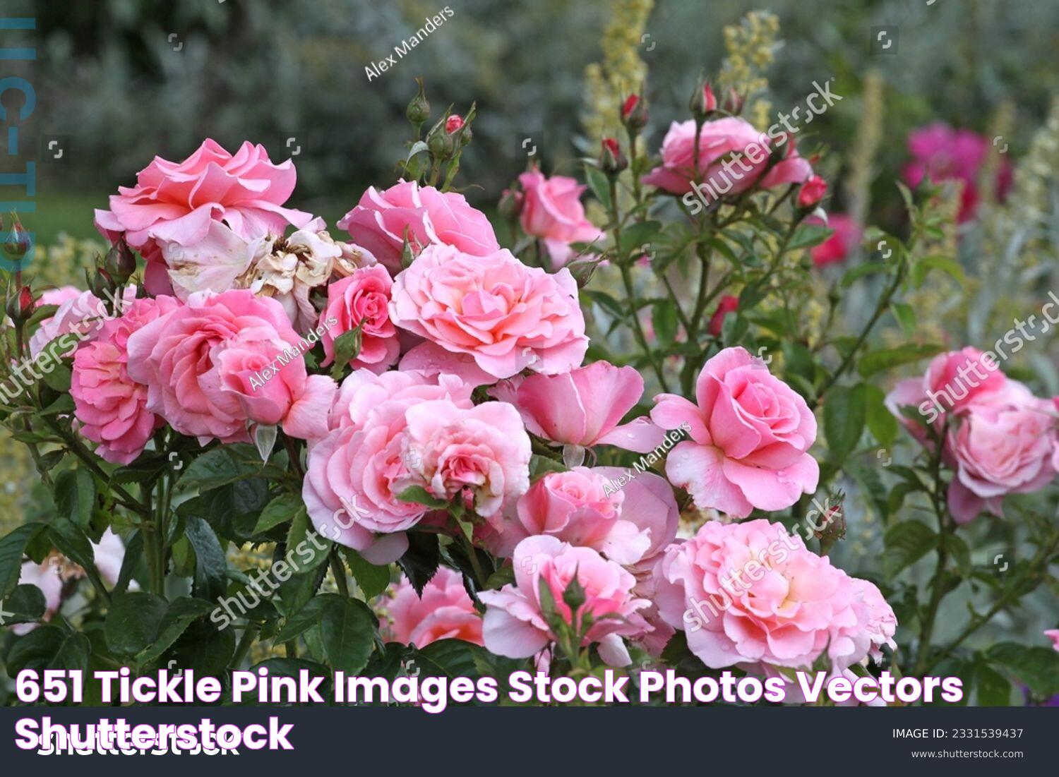 Delight In The Charm Of Tickle Pink: A World Of Joy And Excitement