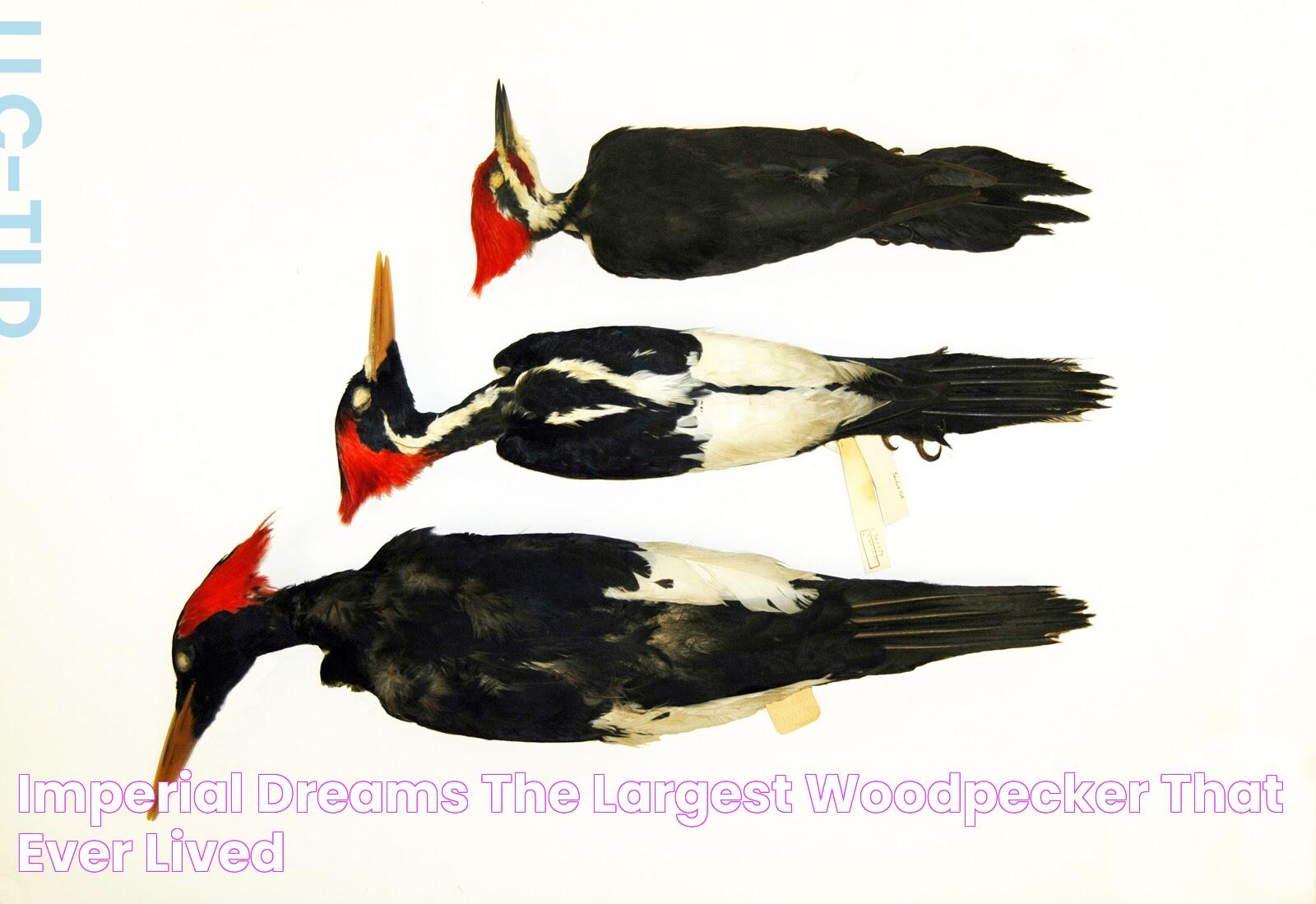 Imperial Dreams The Largest Woodpecker That Ever Lived