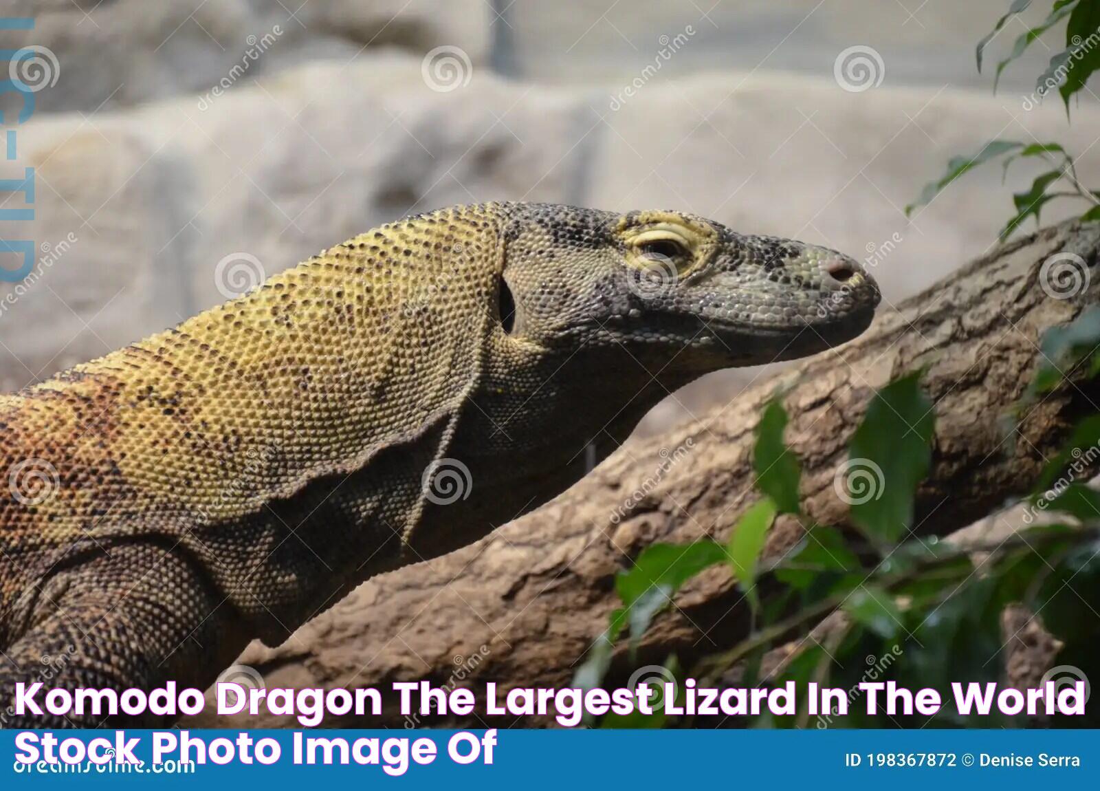 Secrets Of The Largest Lizard In The World: A Comprehensive Guide