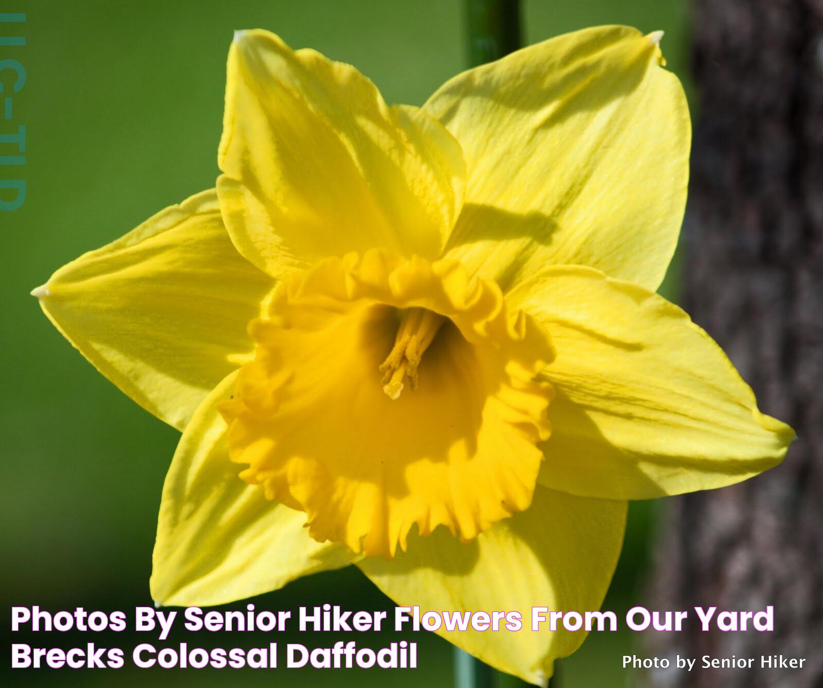 Secrets Of Brecks Flowers: A Blossoming World Awaits