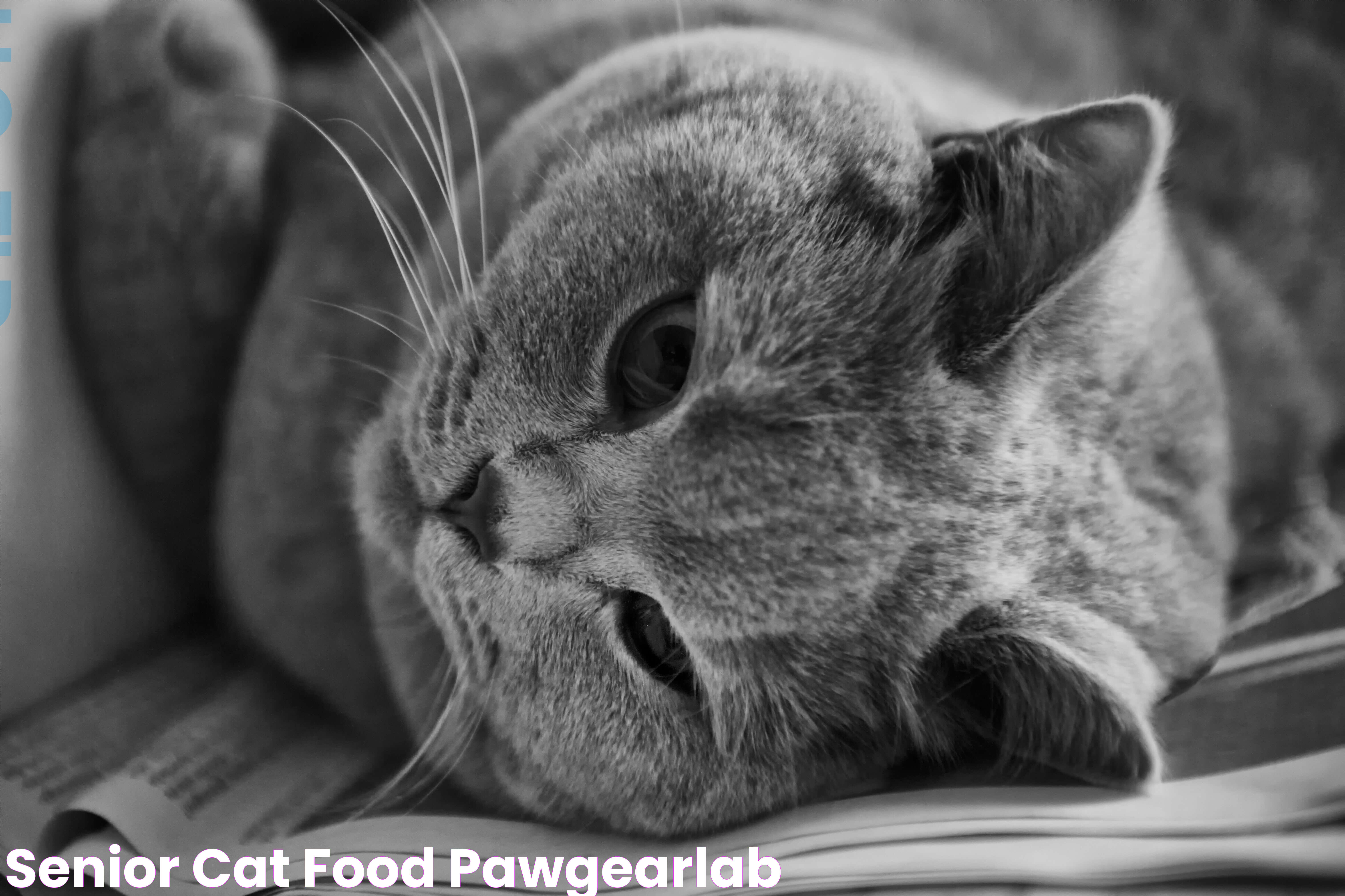 Top Picks For Best Senior Cat Food To Keep Your Feline Happy And Healthy