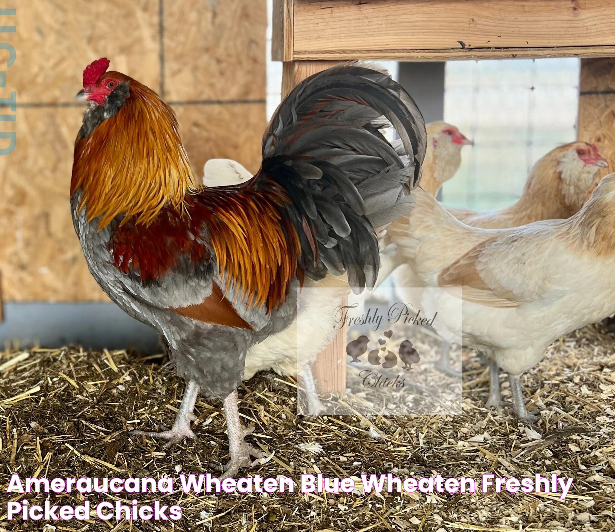 Insights Into The Wheaten Ameraucana: A Poultry Enthusiast's Guide