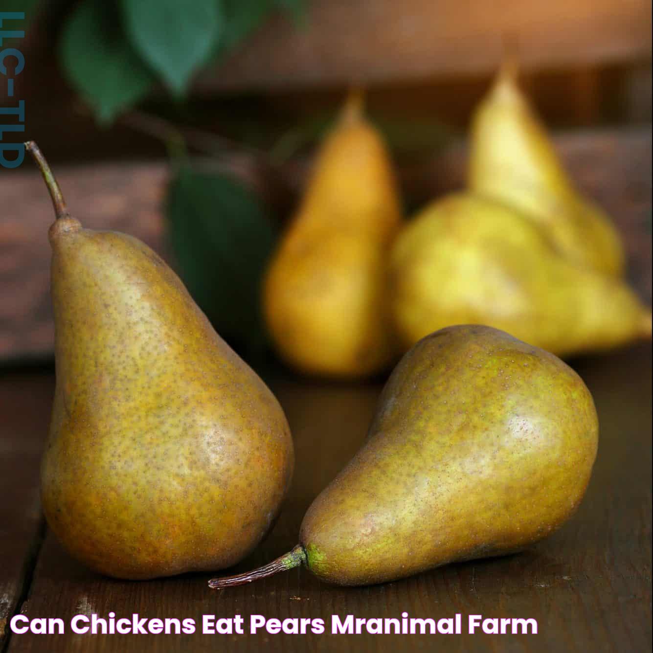 Can Chickens Eat Pears? The Surprising Truth