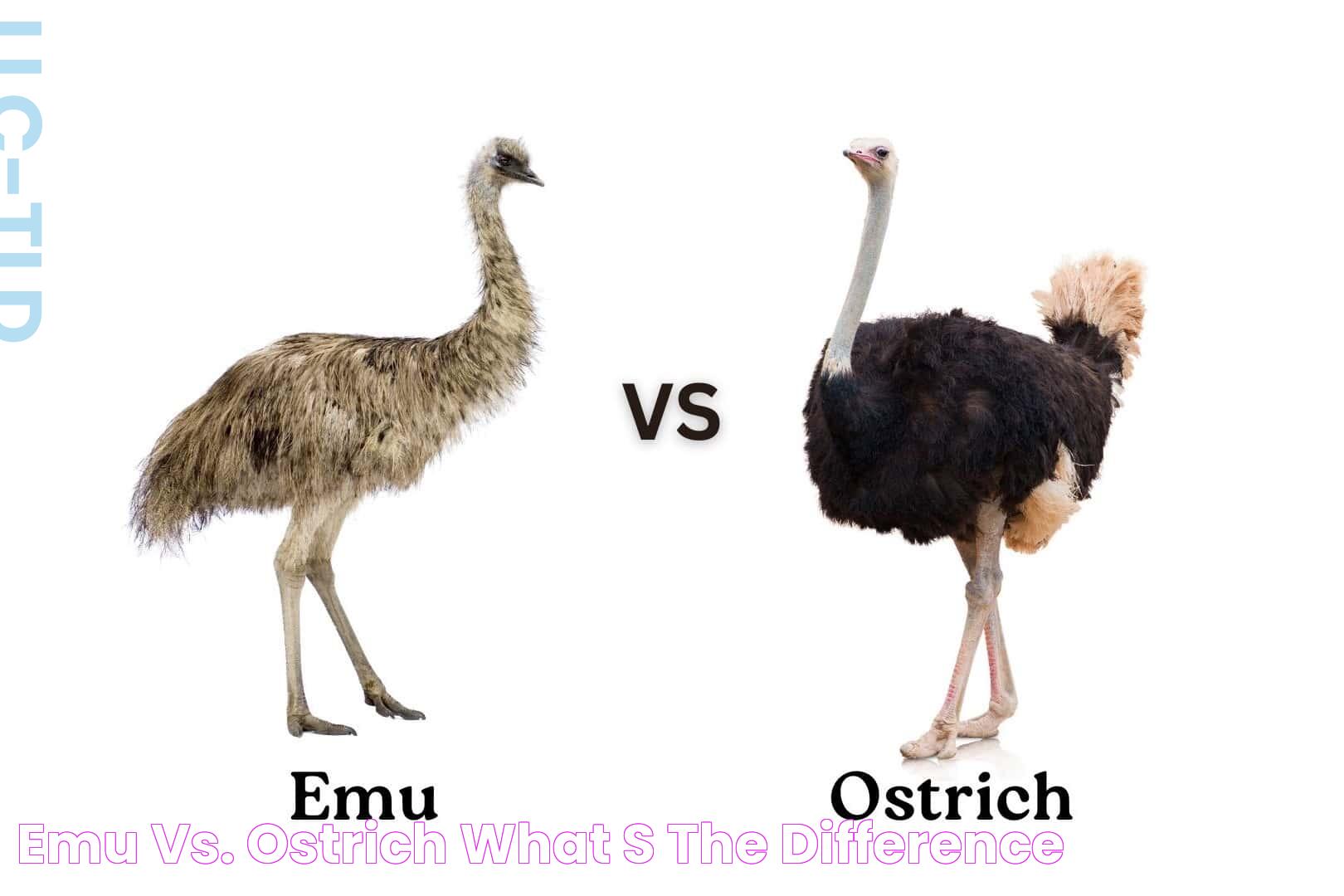 Emu vs. Ostrich What's the Difference?