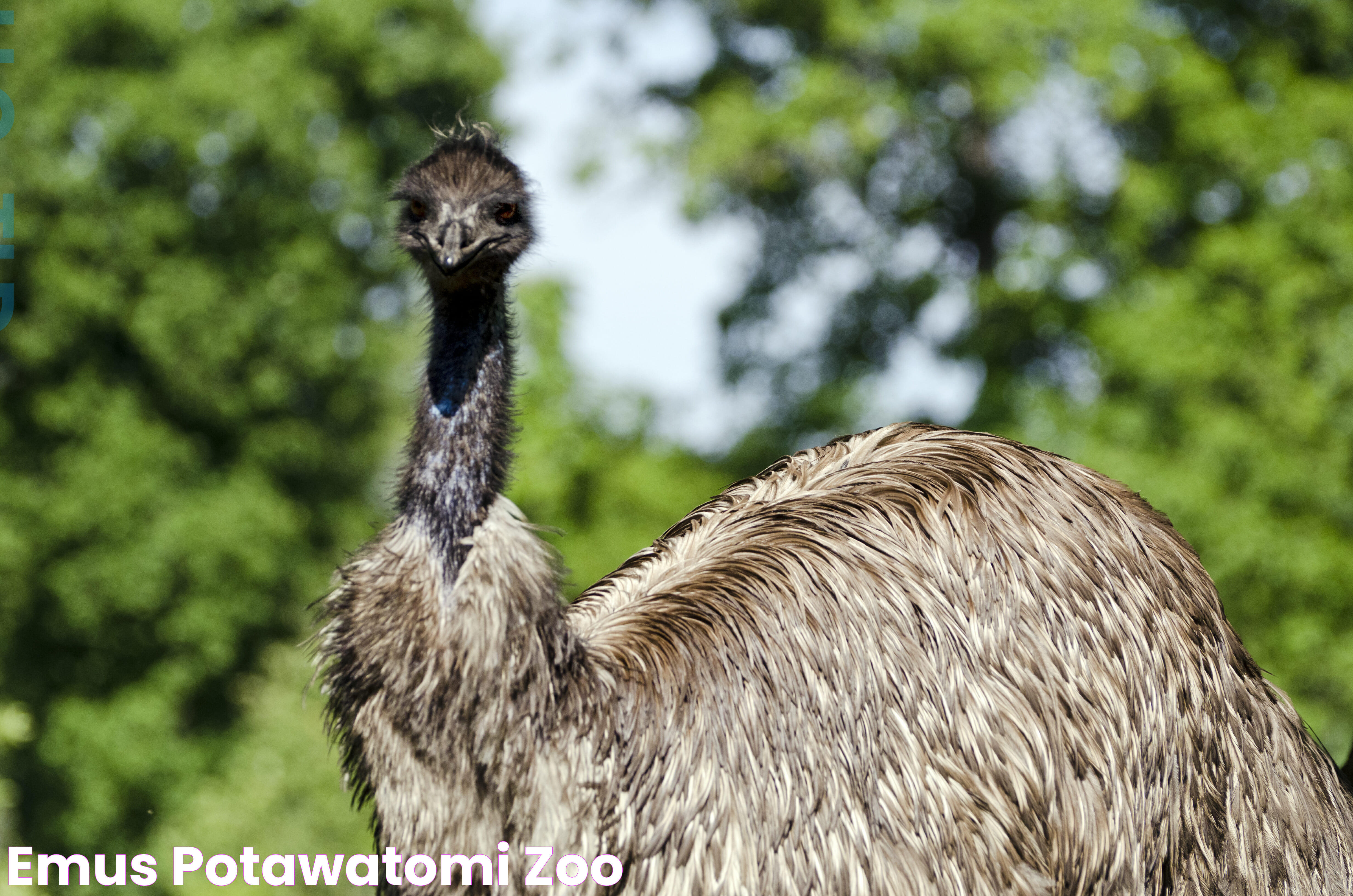 Emus Potawatomi Zoo