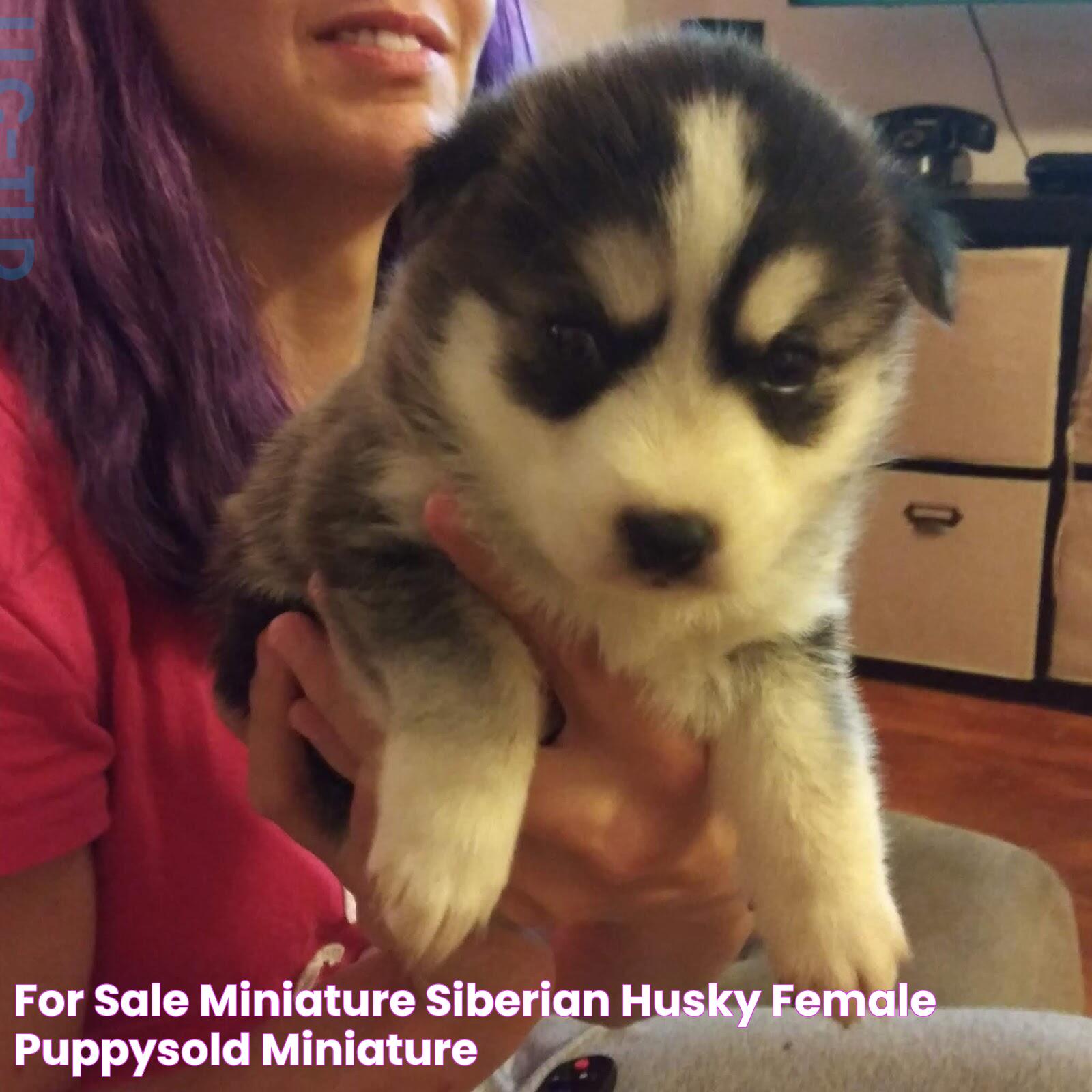 For Sale Miniature Siberian Husky Female PuppySOLD Miniature