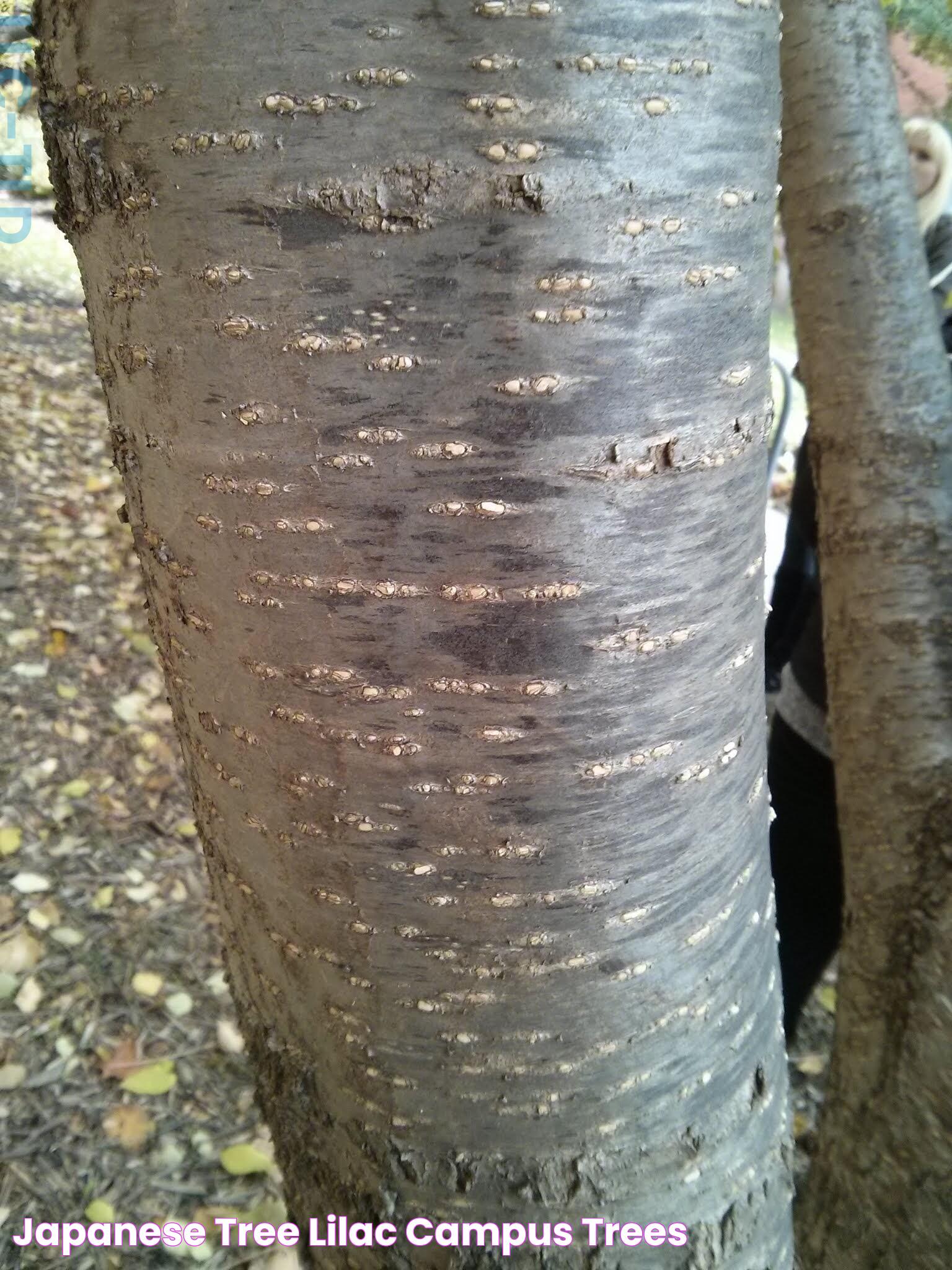 Japanese Lilac Tree: A Beautiful Addition To Your Landscape