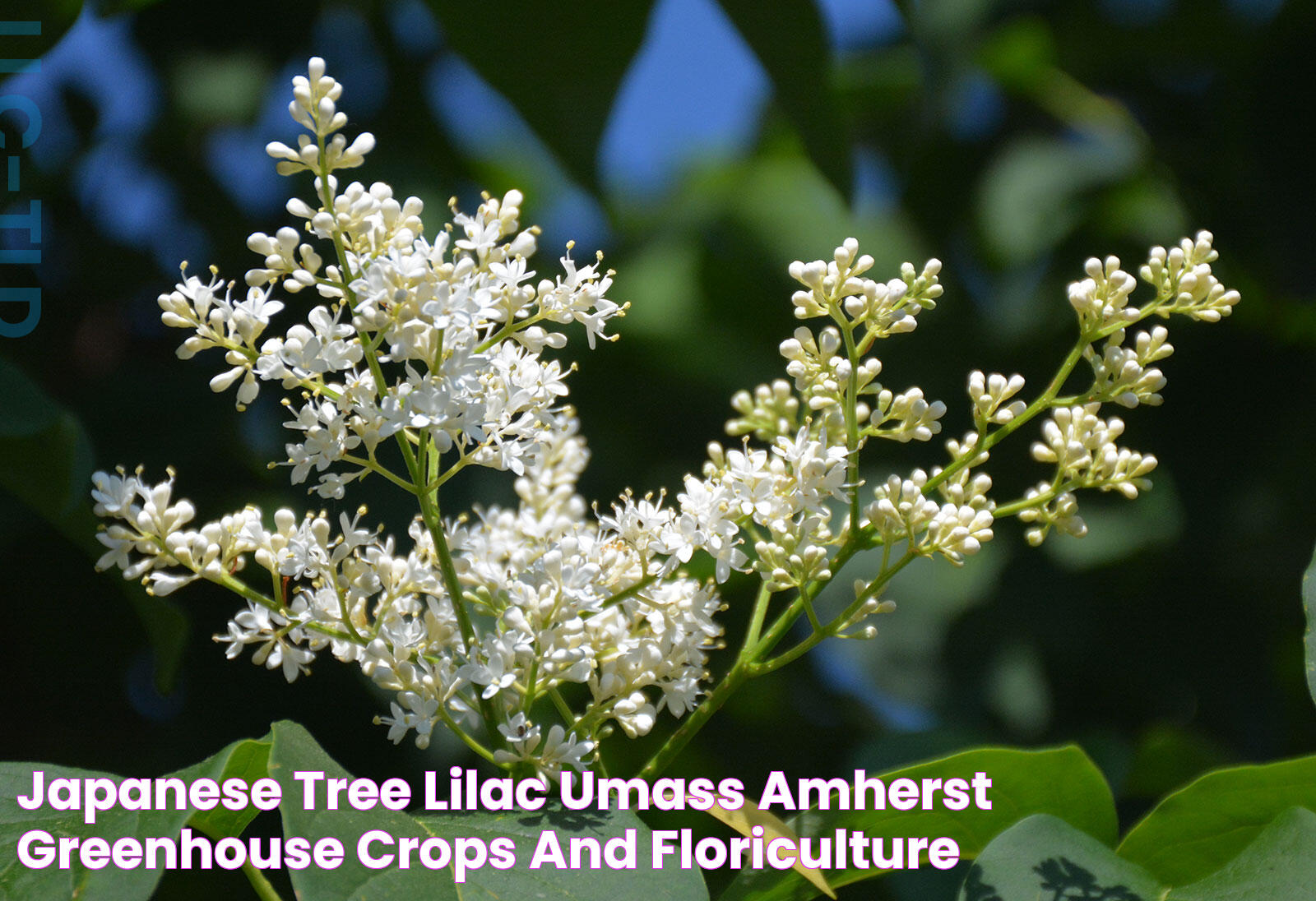 Japanese tree lilac UMass Amherst Greenhouse Crops and Floriculture