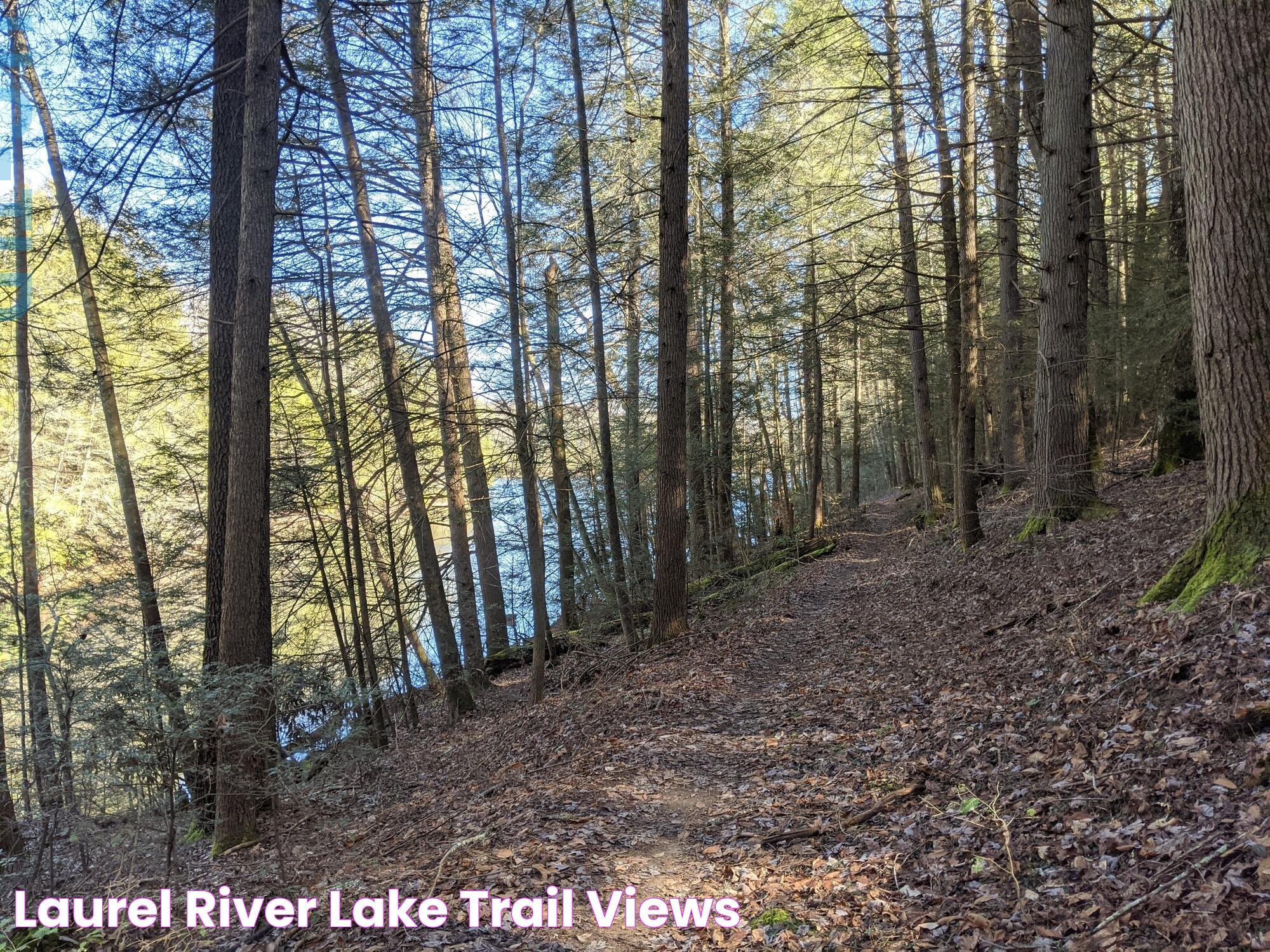 Laurel River Lake Trail Views