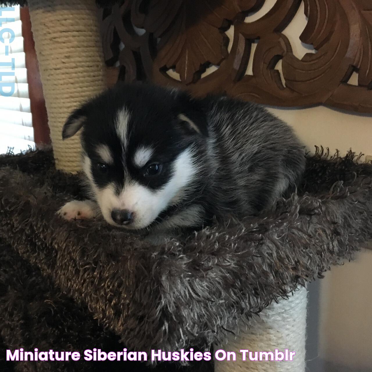 Adorable Mini Siberian Husky For Sale: Your Ultimate Guide