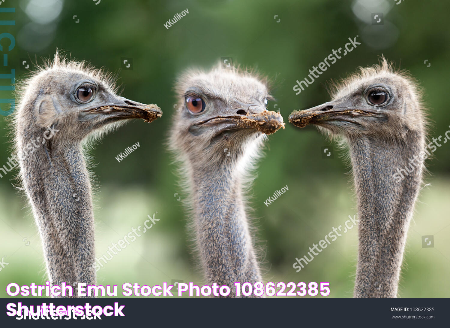 Ultimate Facts And Insights About Ostrich Emu