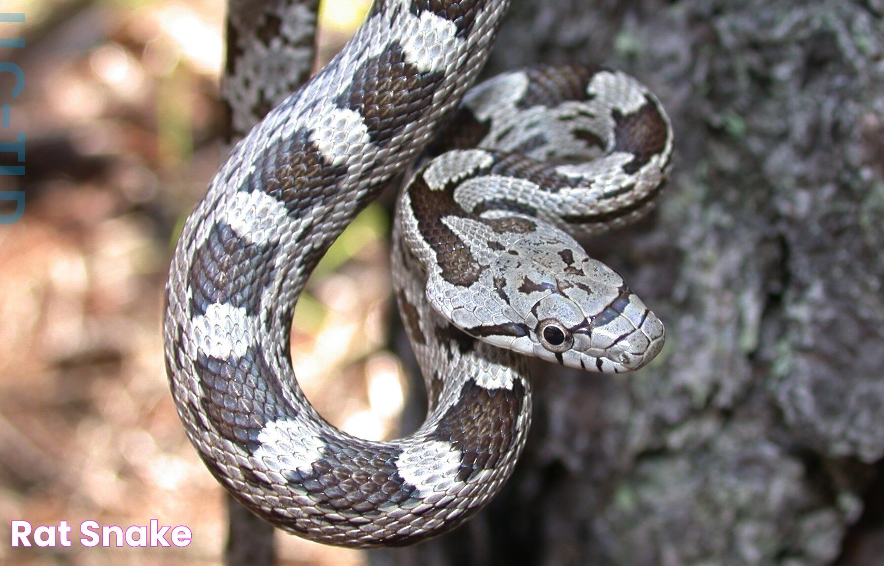 Rat Snake Texas: A Comprehensive Guide To Understanding These Fascinating Reptiles