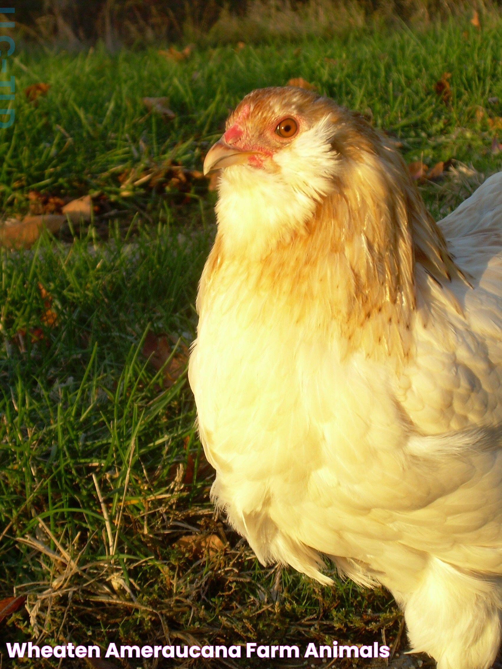 Wheaten Ameraucana Farm Animals