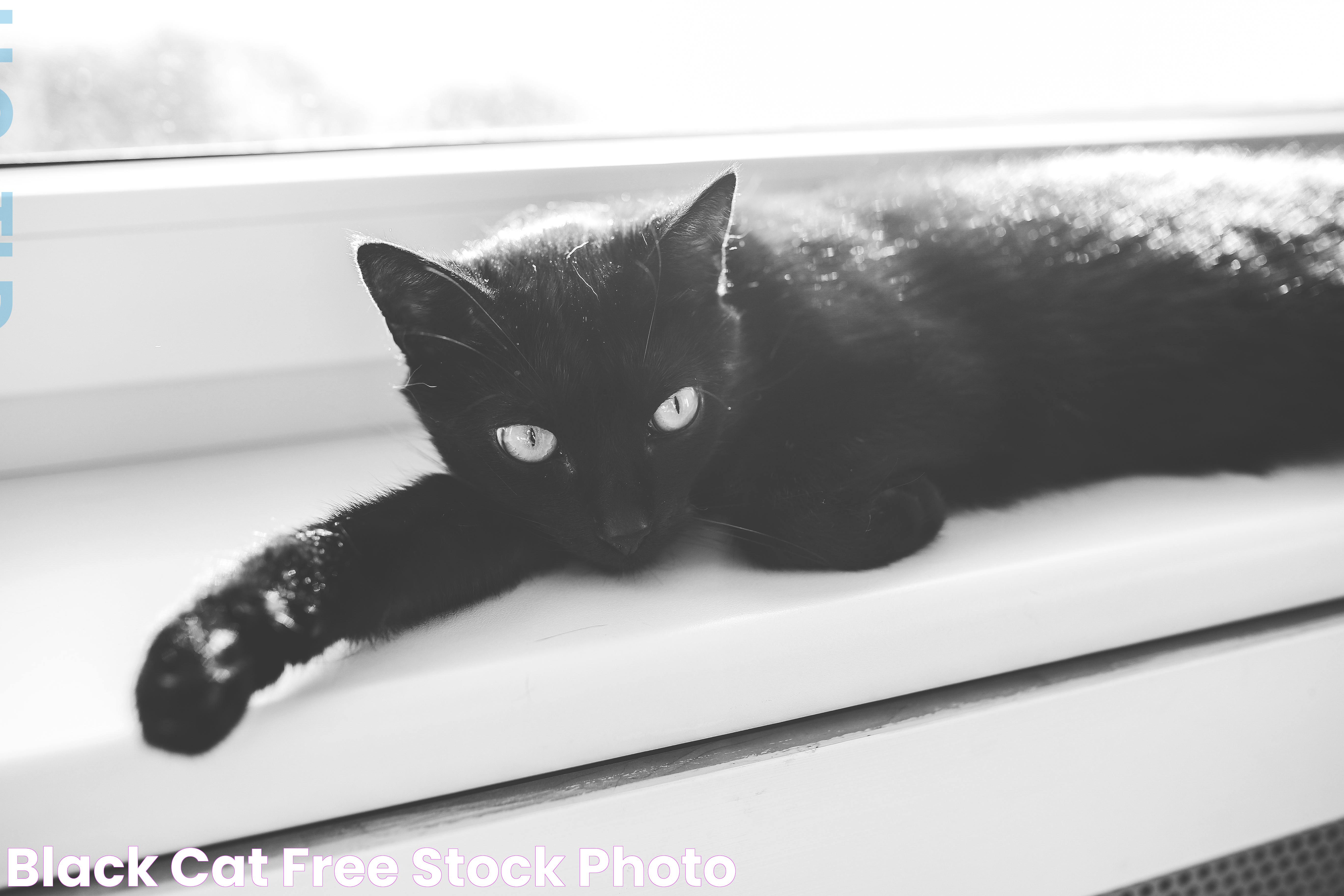 Comprehensive Guide To Black Cat Behavior: Traits, Myths, And Insights