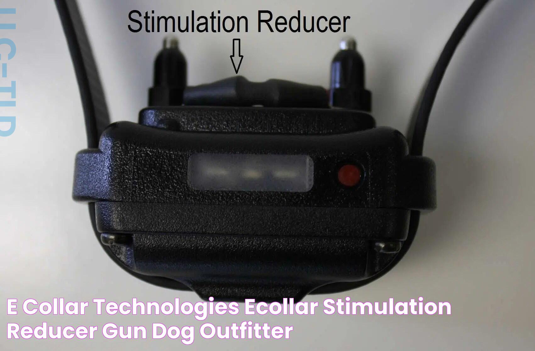 Advanced Solutions With E Collar Technologies For Pet Training