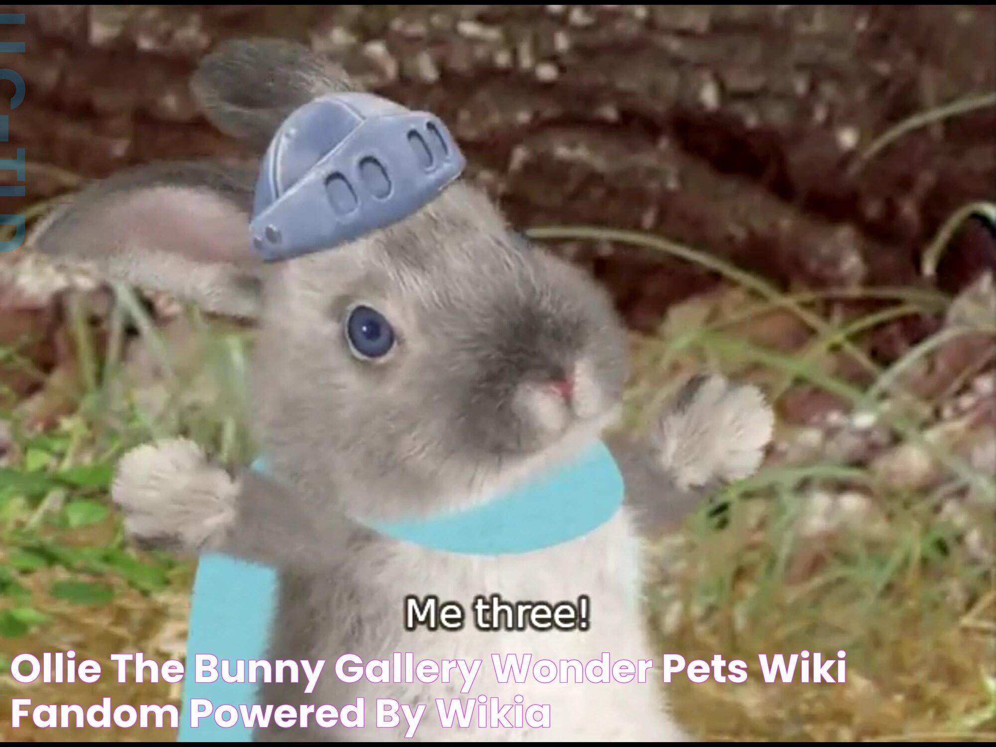 Ollie the Bunny/gallery Wonder Pets! Wiki FANDOM powered by Wikia