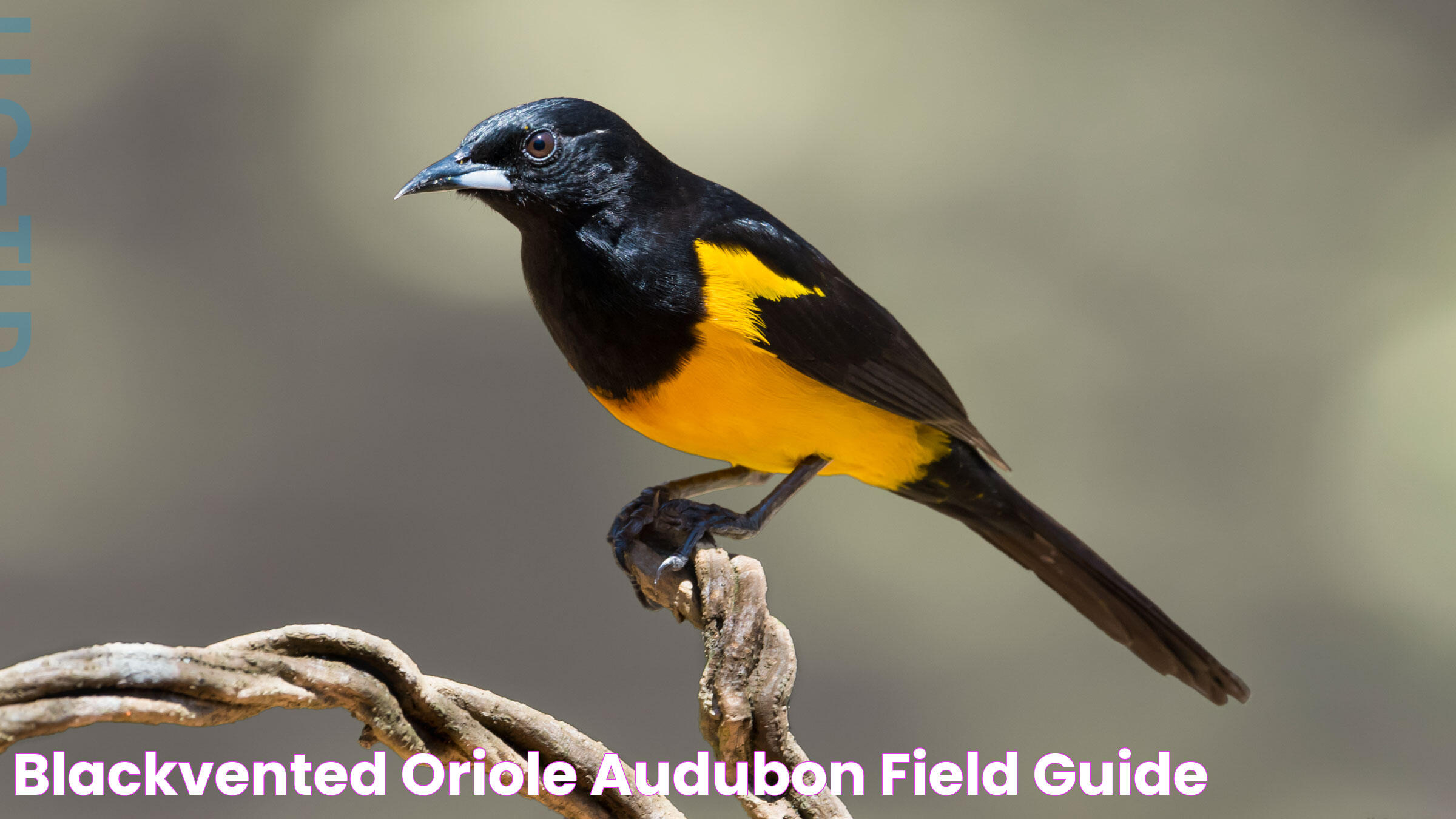 Oriole Bird: Nature's Vibrant Songster