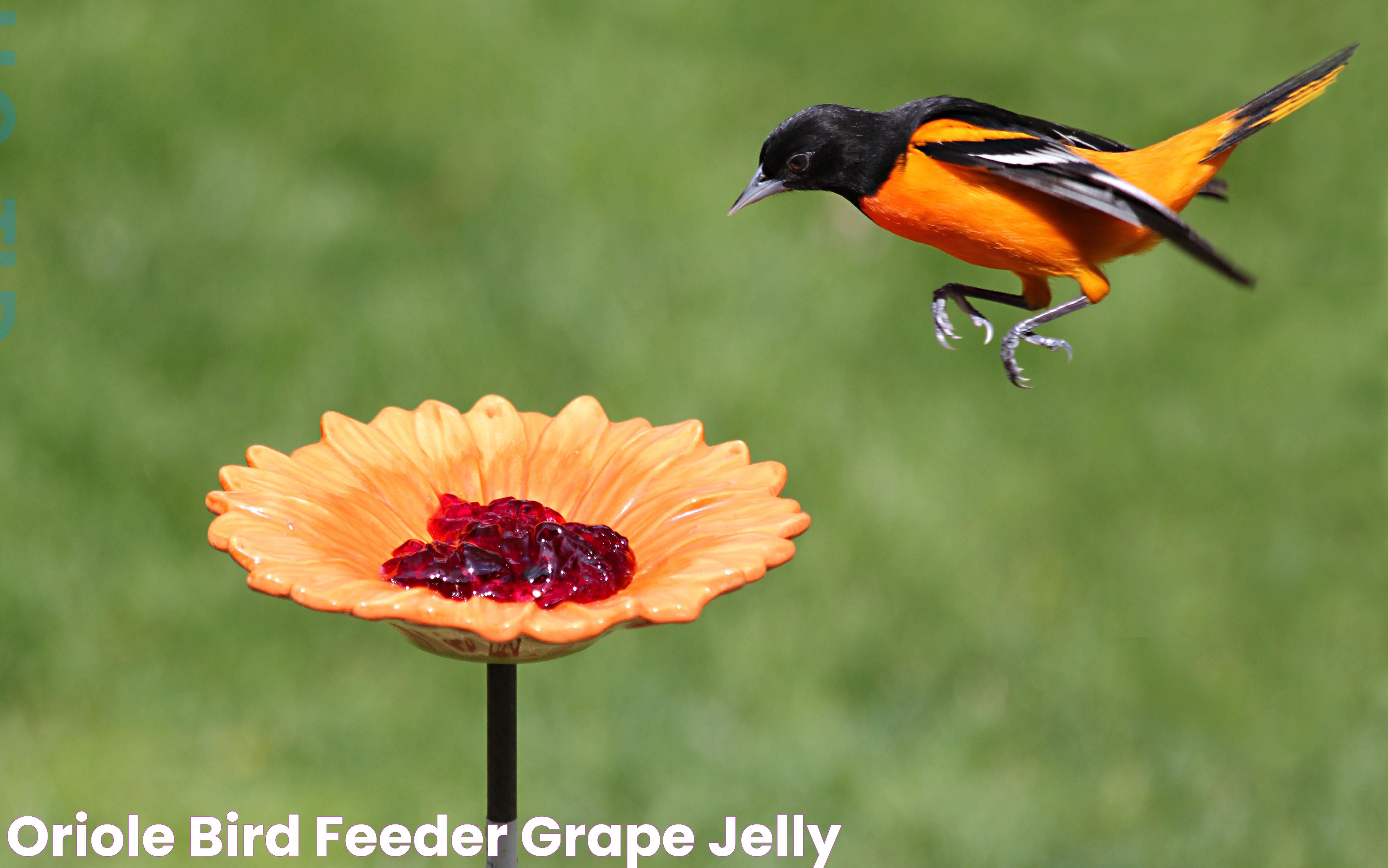 Oriole Bird Feeder Grape Jelly