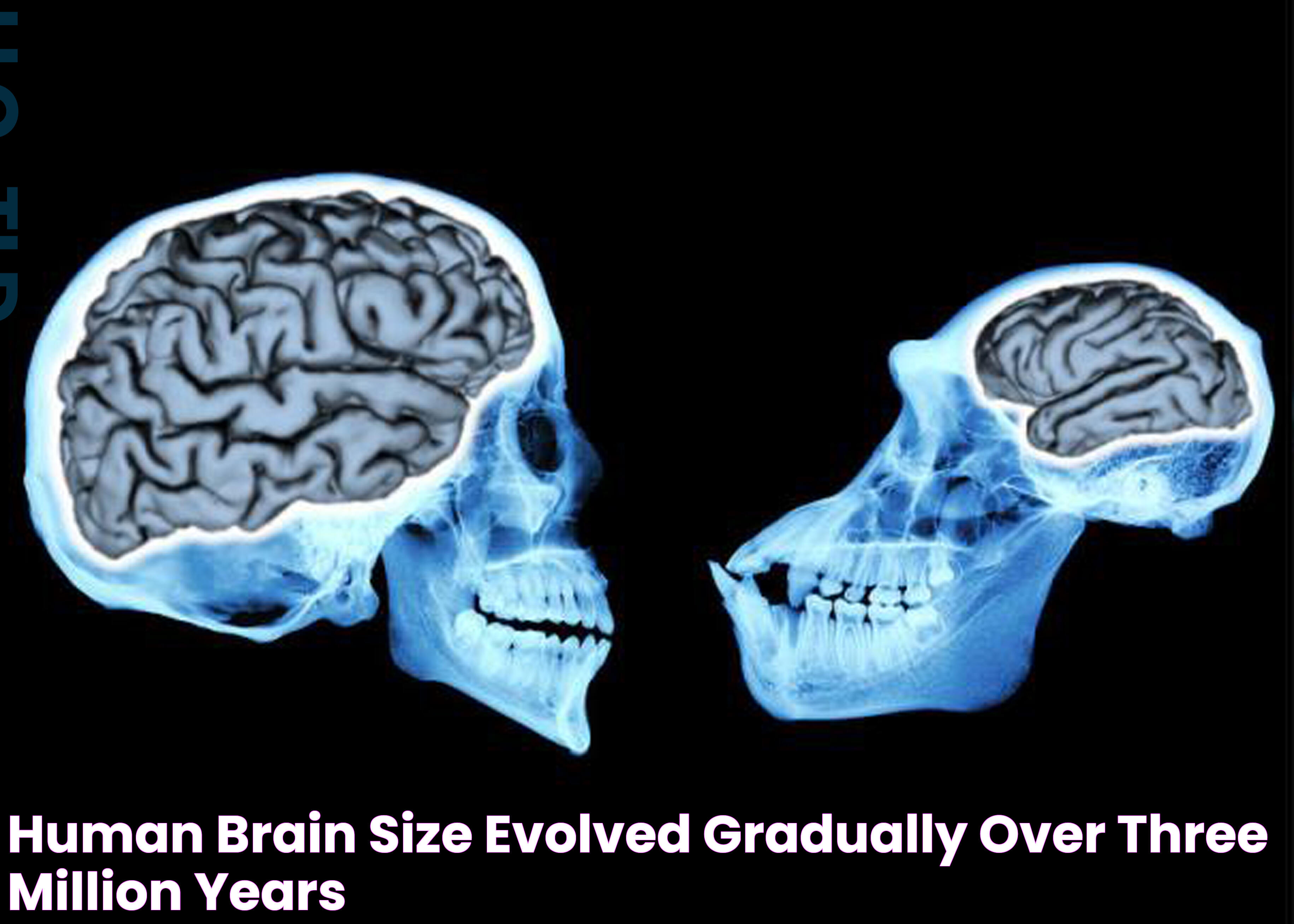 Human brain size evolved gradually over three million years