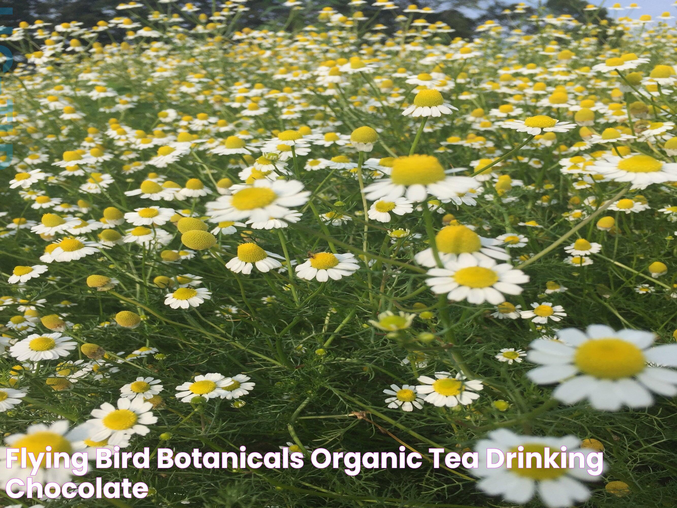 Flying Bird Botanicals Organic Tea & Drinking Chocolate