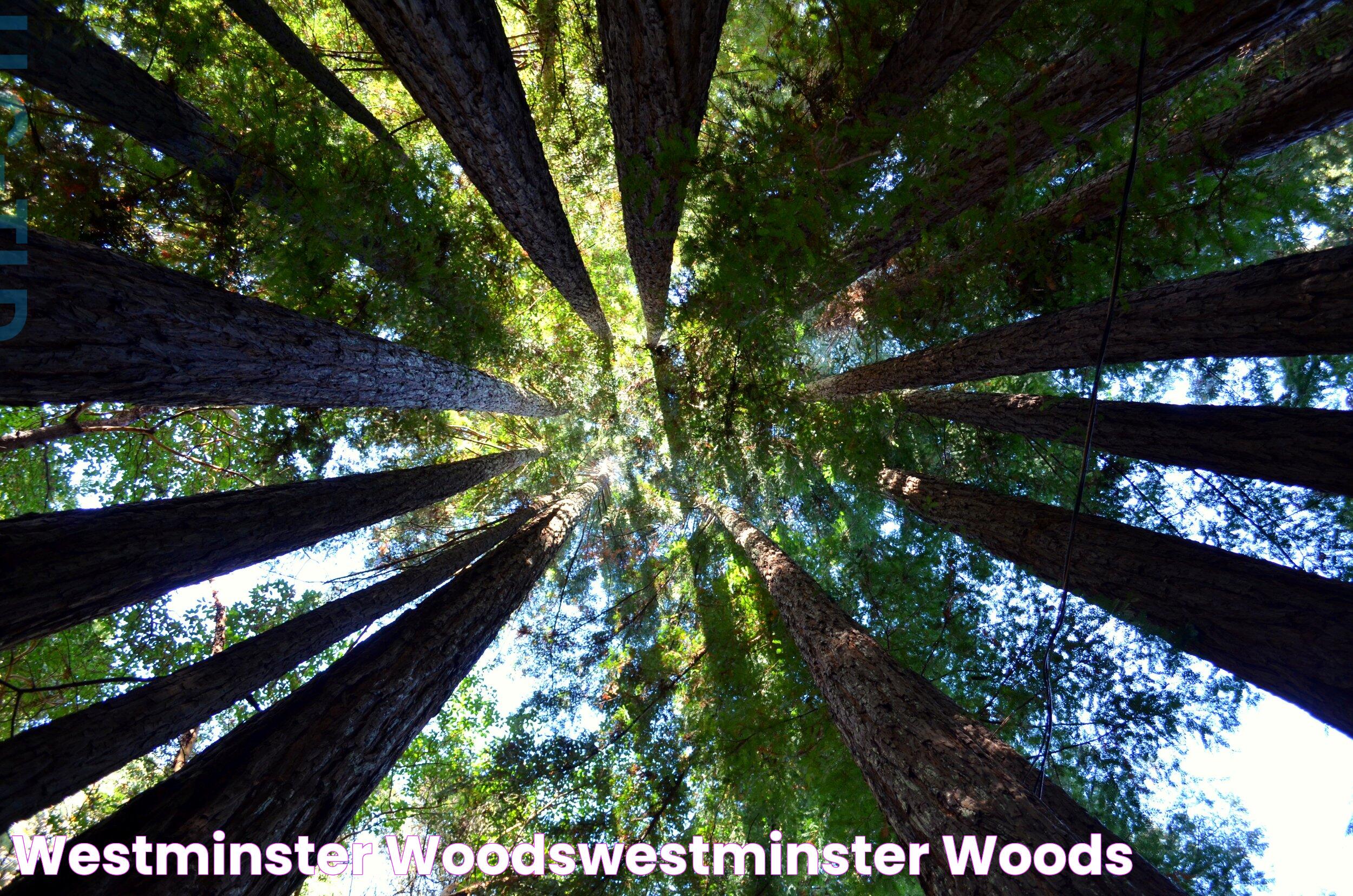 Westminster Woods: A Haven Of Tranquility And Natural Beauty