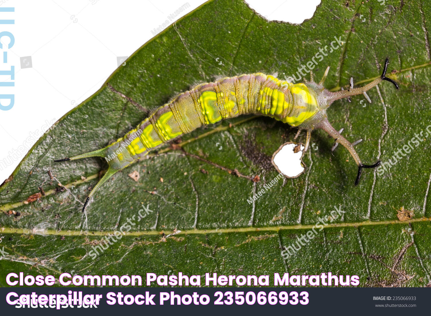 Close Common Pasha Herona Marathus Caterpillar Stock Photo 235066933