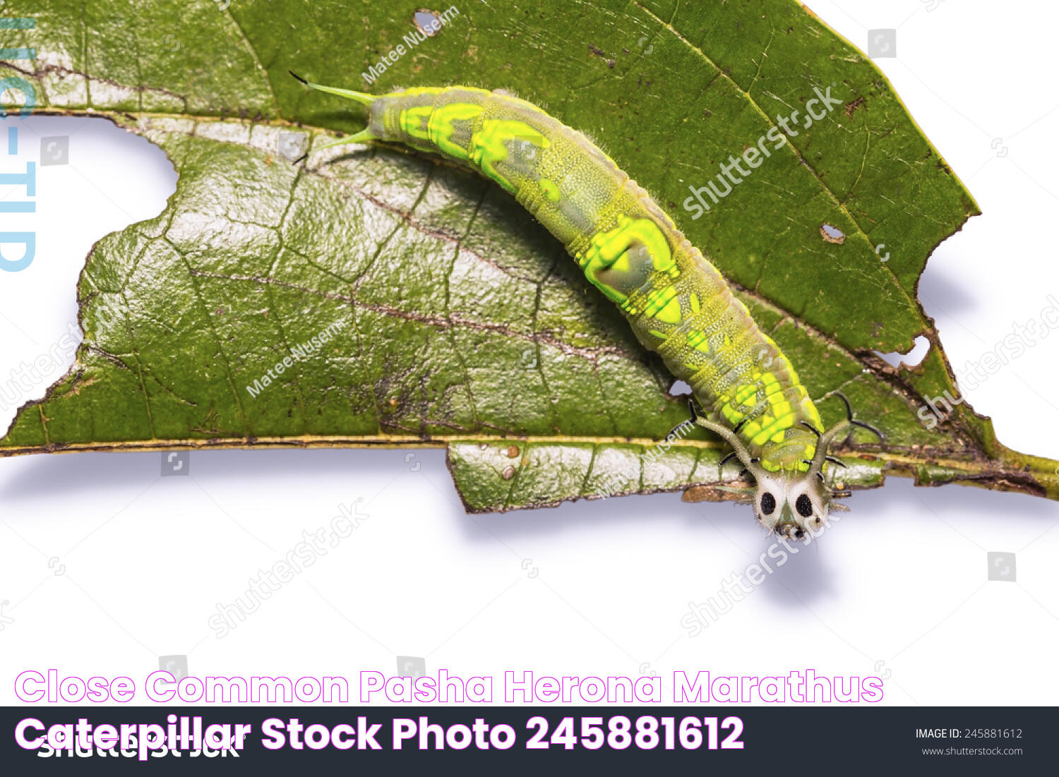 Herona Marathus Caterpillar: A Closer Look At Its Fascinating Lifecycle