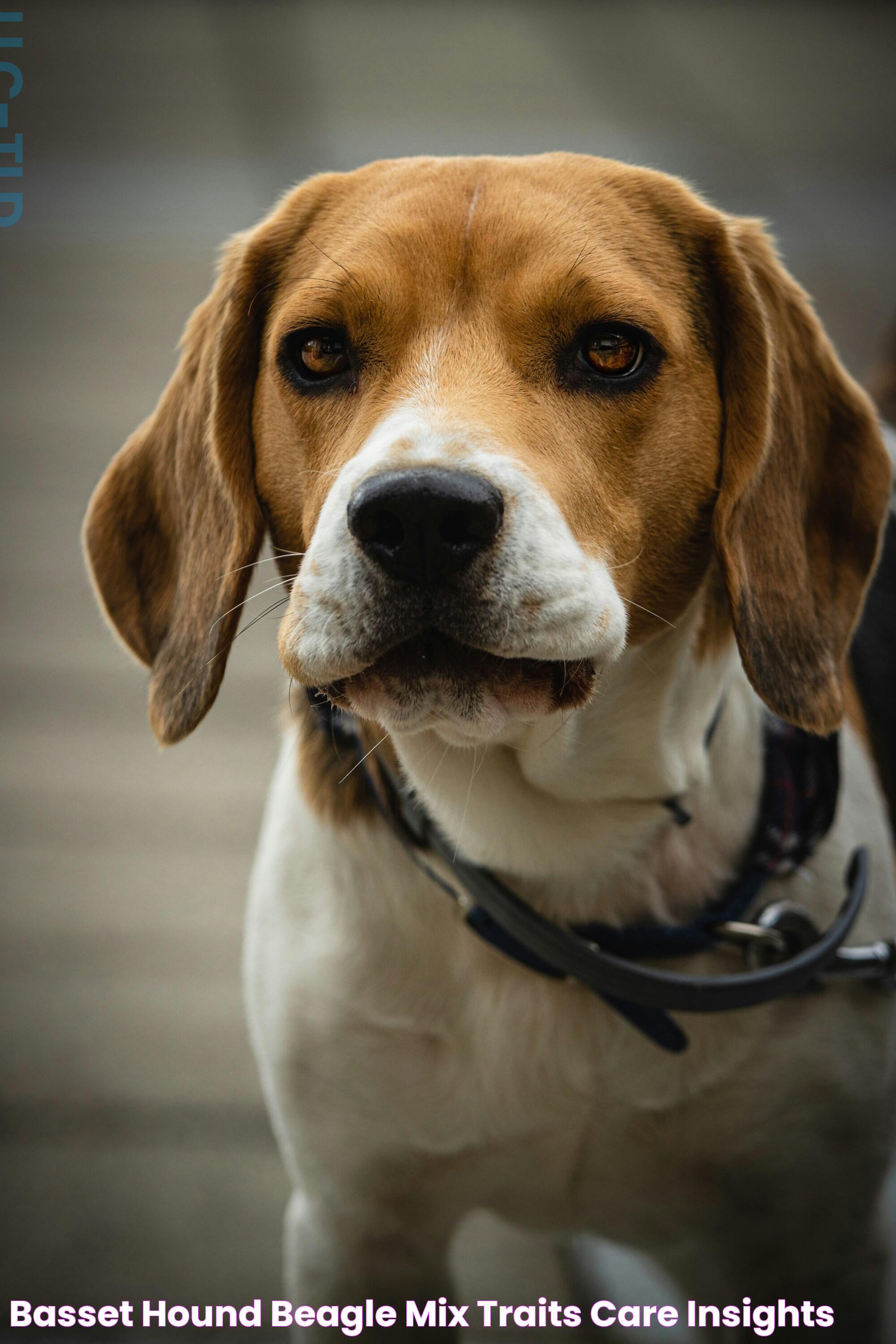 Basset Hound & Beagle Mix Traits, Care & Insights