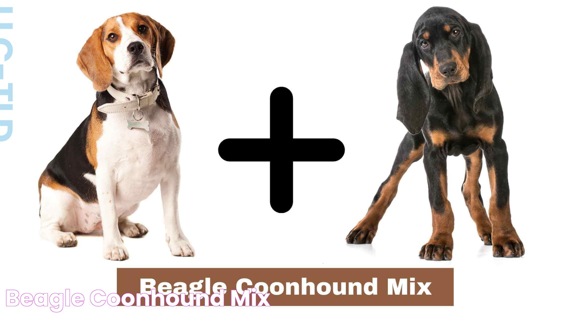 Guide To The Beagle Hound Mix: Characteristics, Care, And Training