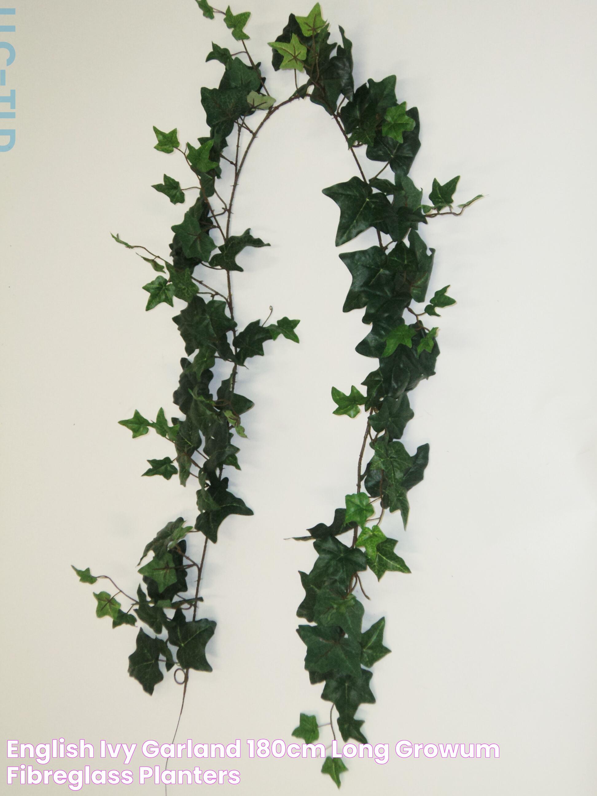 The Timeless Charm Of Ivy Garland: Beauty, History, And Uses