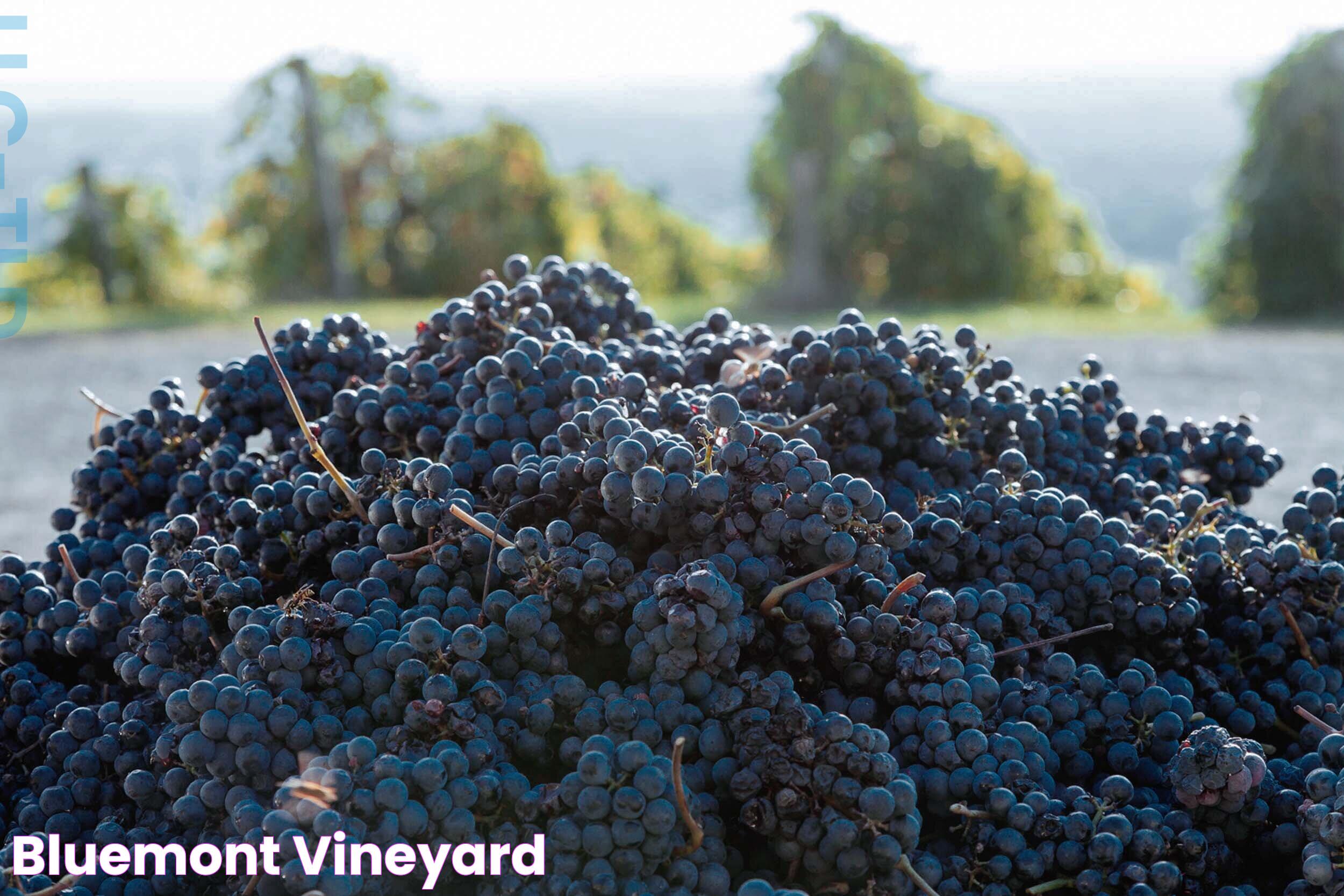 Experience The Charm Of Bluemont Vineyard: A Picturesque Escape