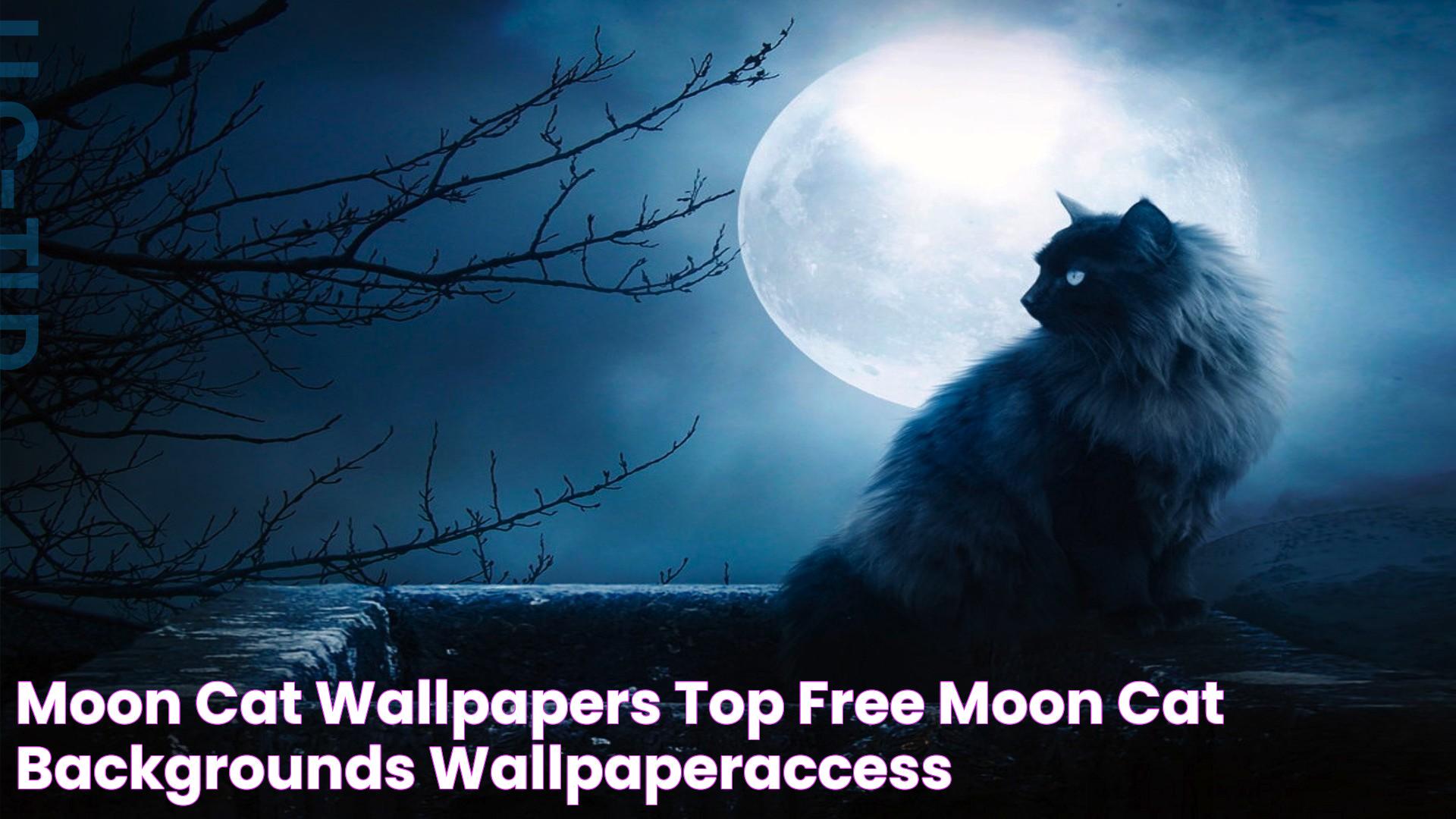 The Mysterious Allure Of Moon Cat: A Complete Guide